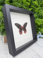 Opgezette vlinder in lijst Papilio rumanzovia