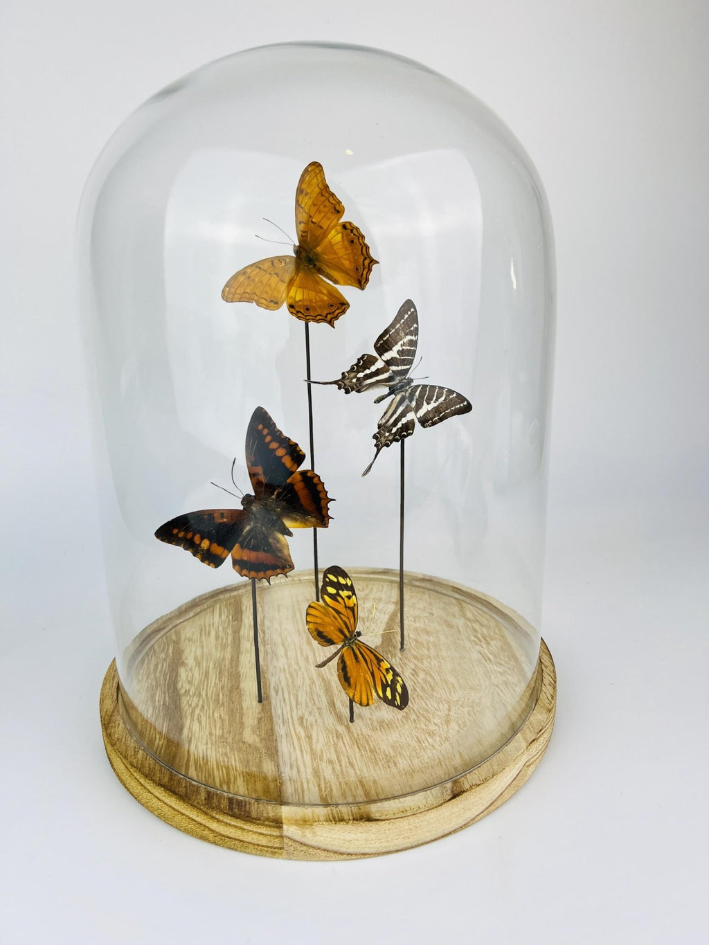 Vindula Erota, Graphium Aristeus, Charaxes Lucretius und Tithorea Harmonia in einer Glasglocke von KEY LIME STORE