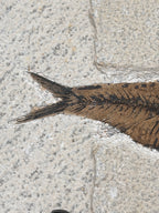 a fossilized fish tail against a textured surface, possibly a stone or concrete wall.