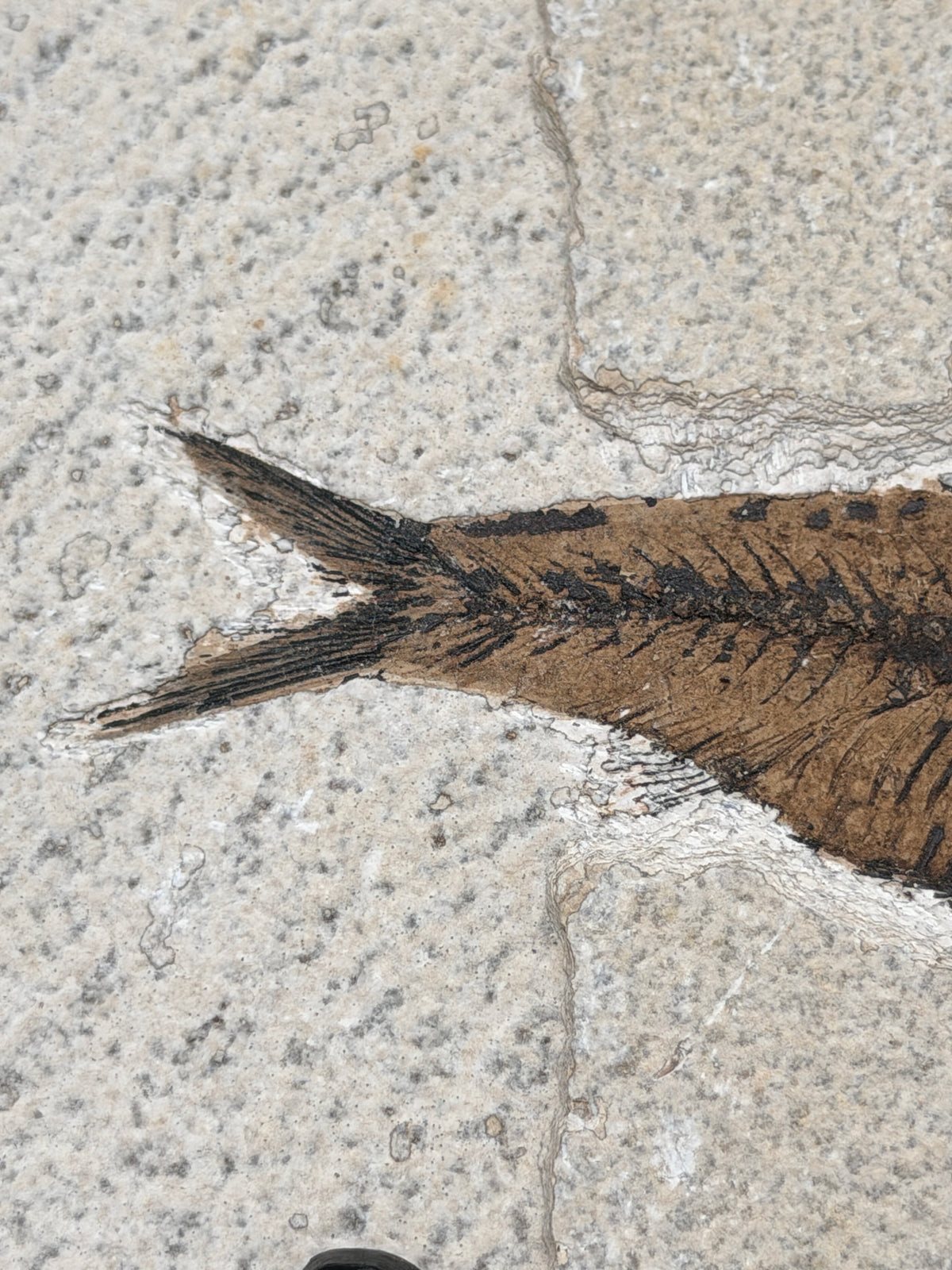 a fossilized fish tail against a textured surface, possibly a stone or concrete wall.