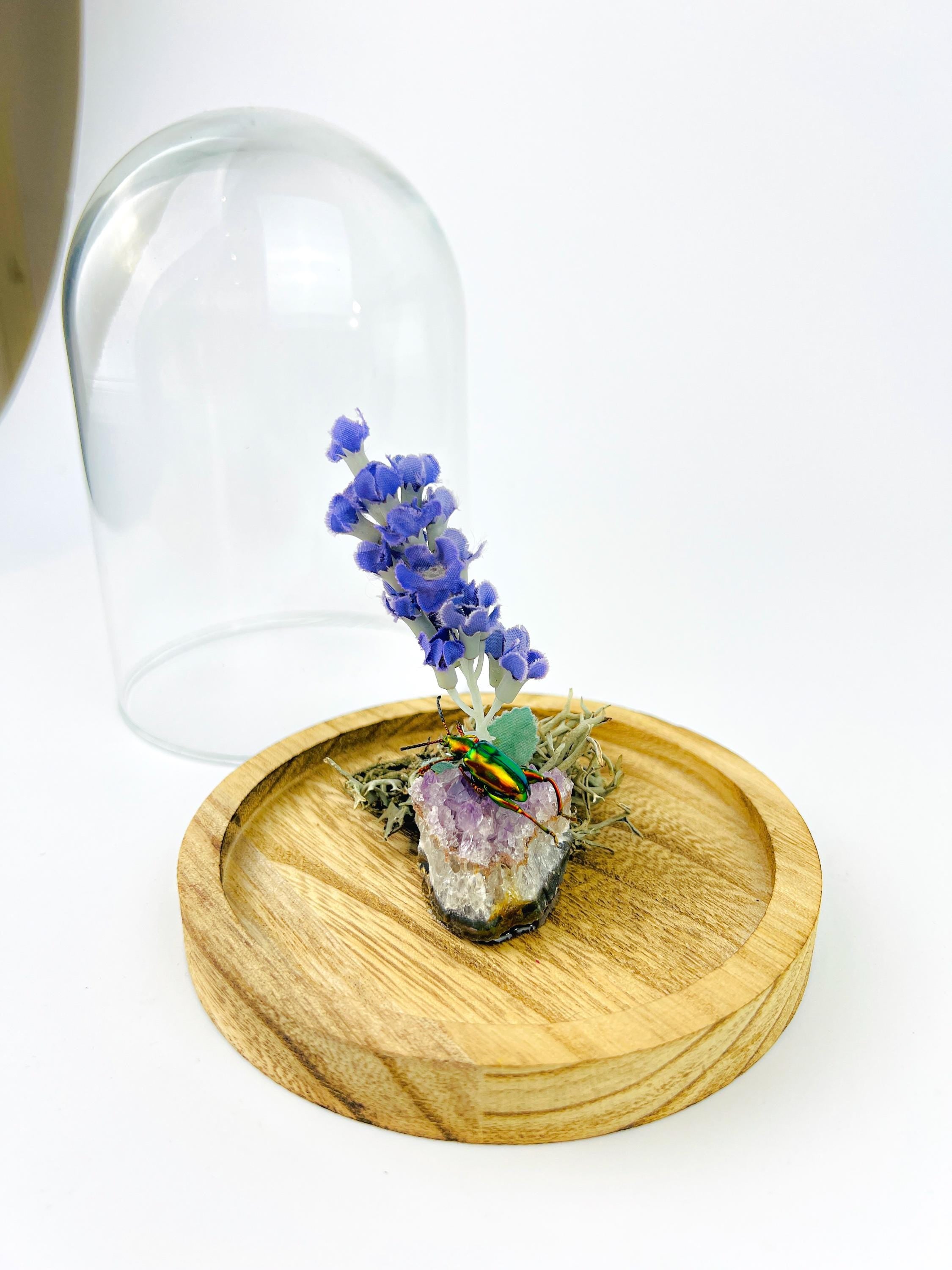 Echt insect | Iriserende kever op Amethyst met lavendel en echt mos in stolp (17x13cm)