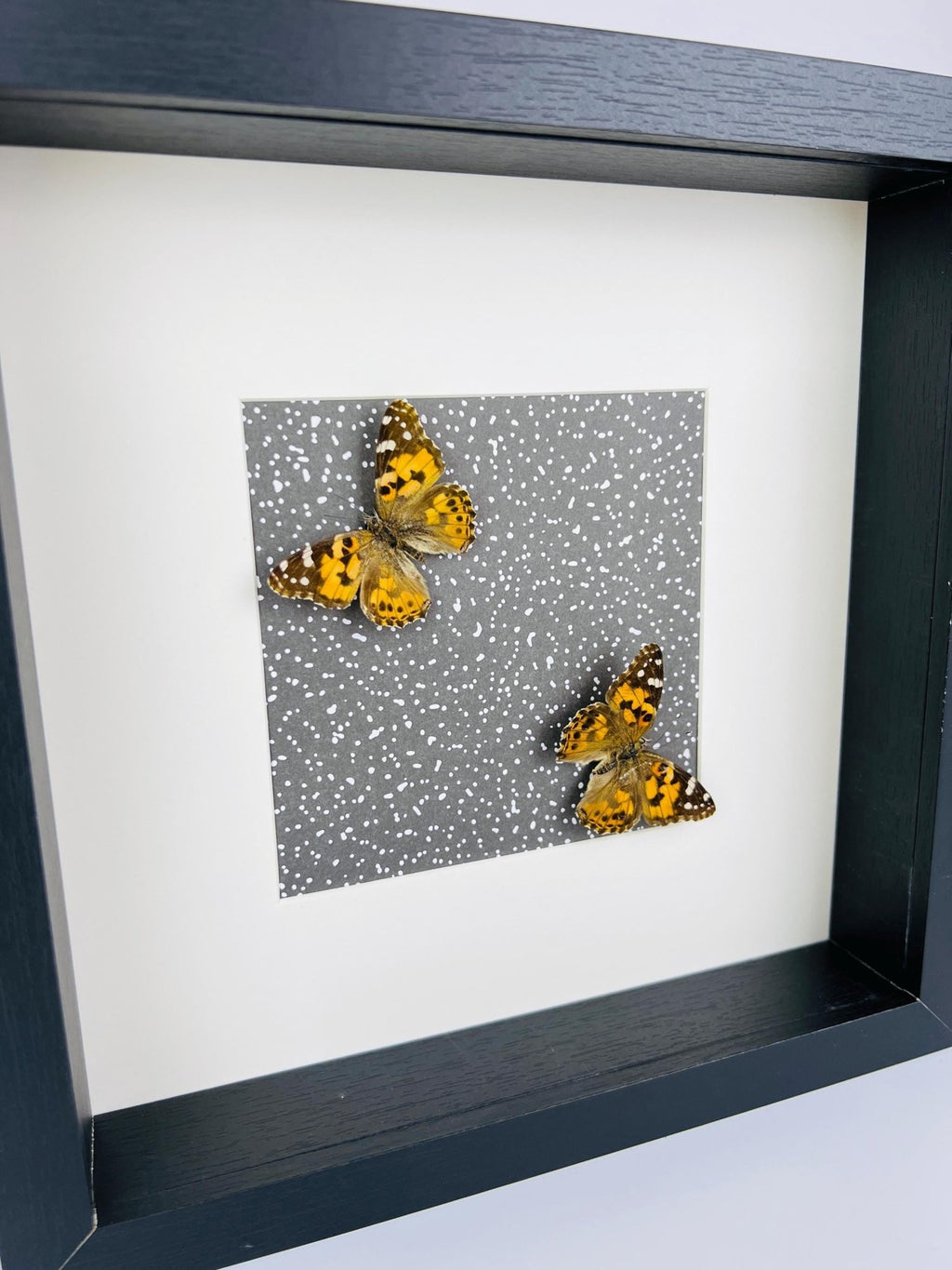 Vanessa Cardui als Druck in einem Rahmen von KEY LIME STORE
