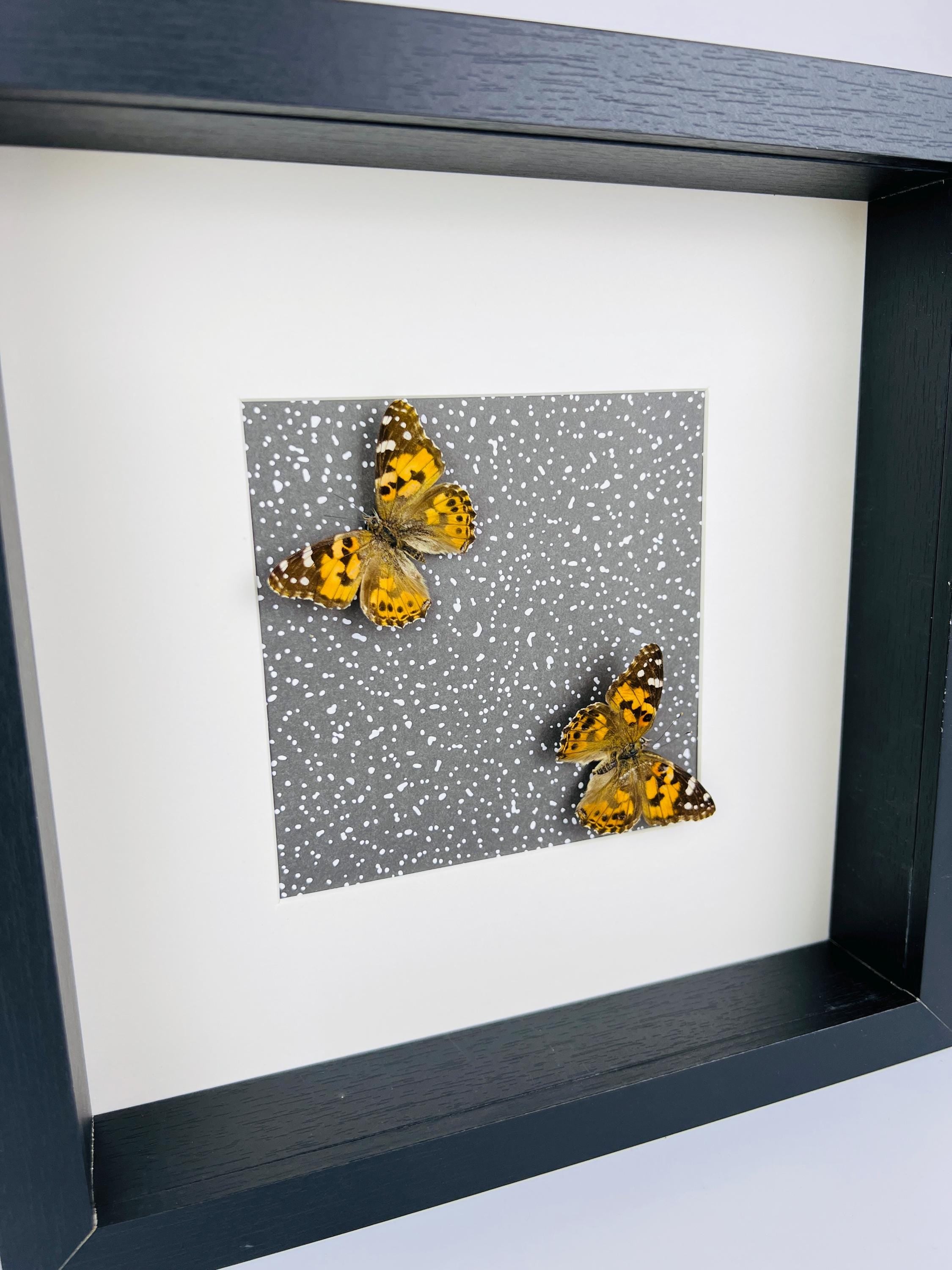 Vanessa Cardui op print in lijst