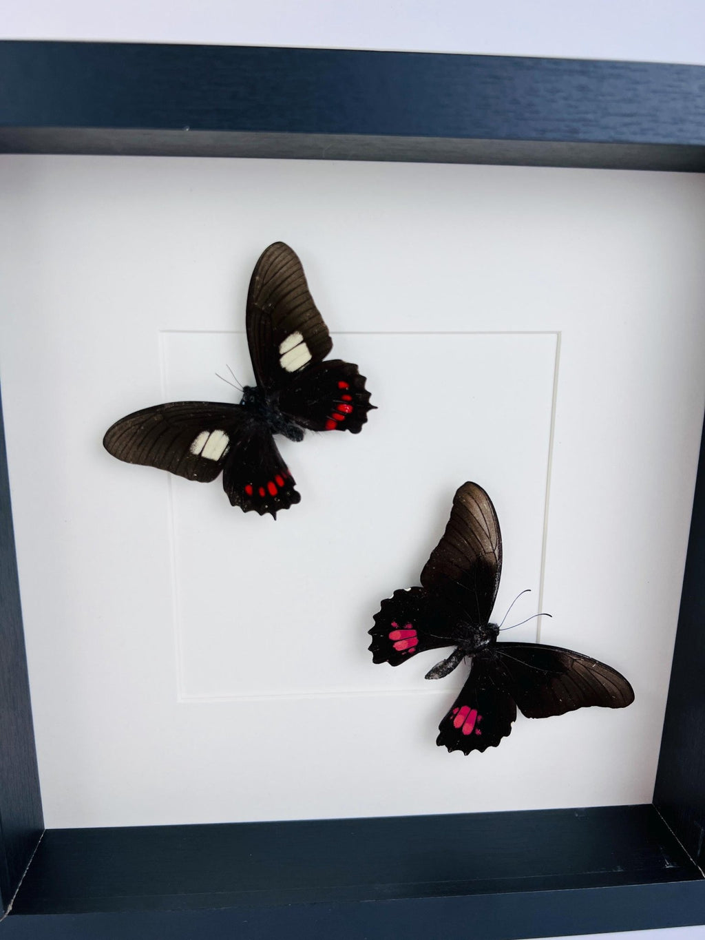 Parides und Papilio Anchisiades in einem Rahmen von KEY LIME STORE