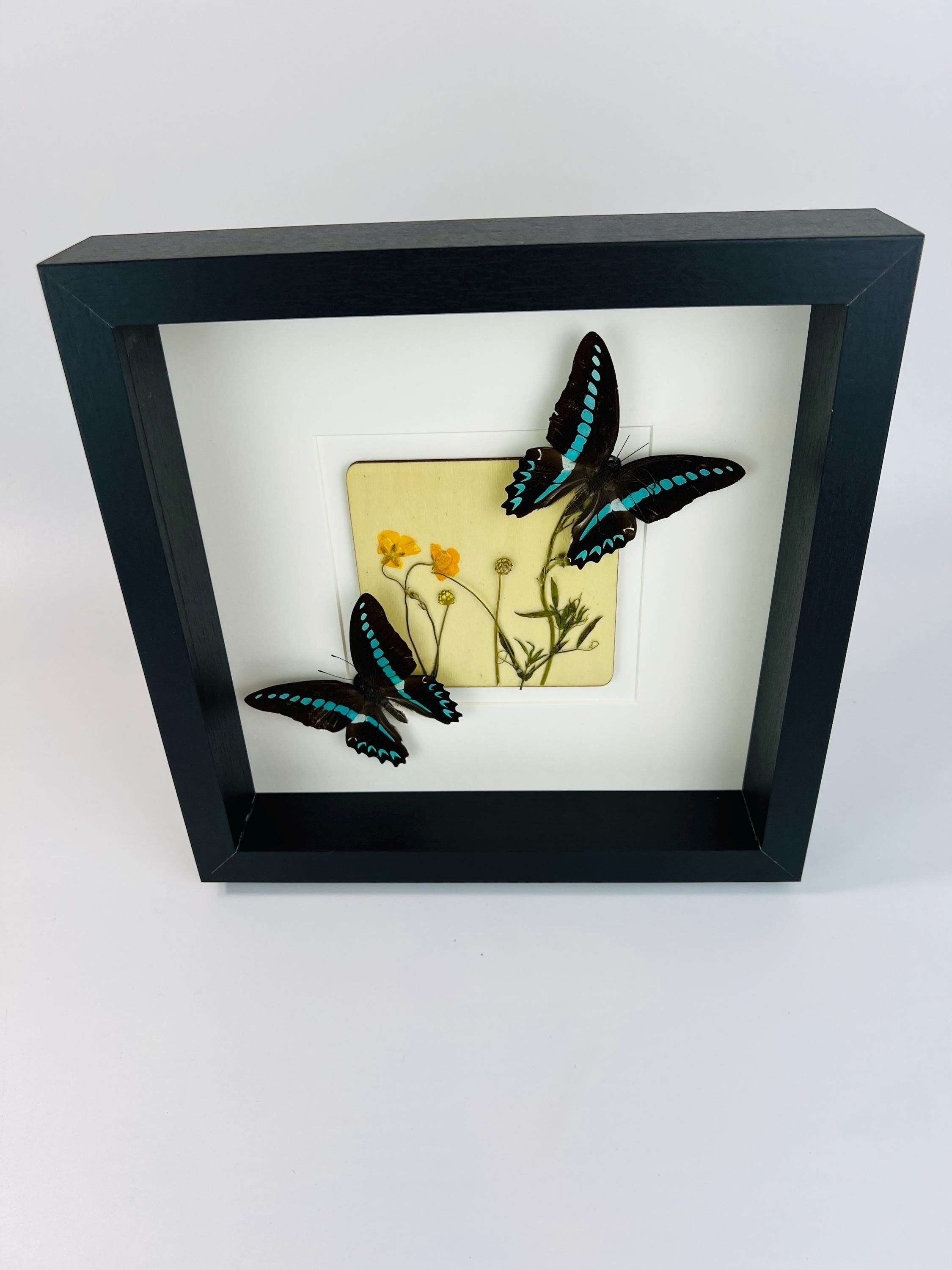 „Graphium Sarpedon“ und „Wildflower“ gerahmt