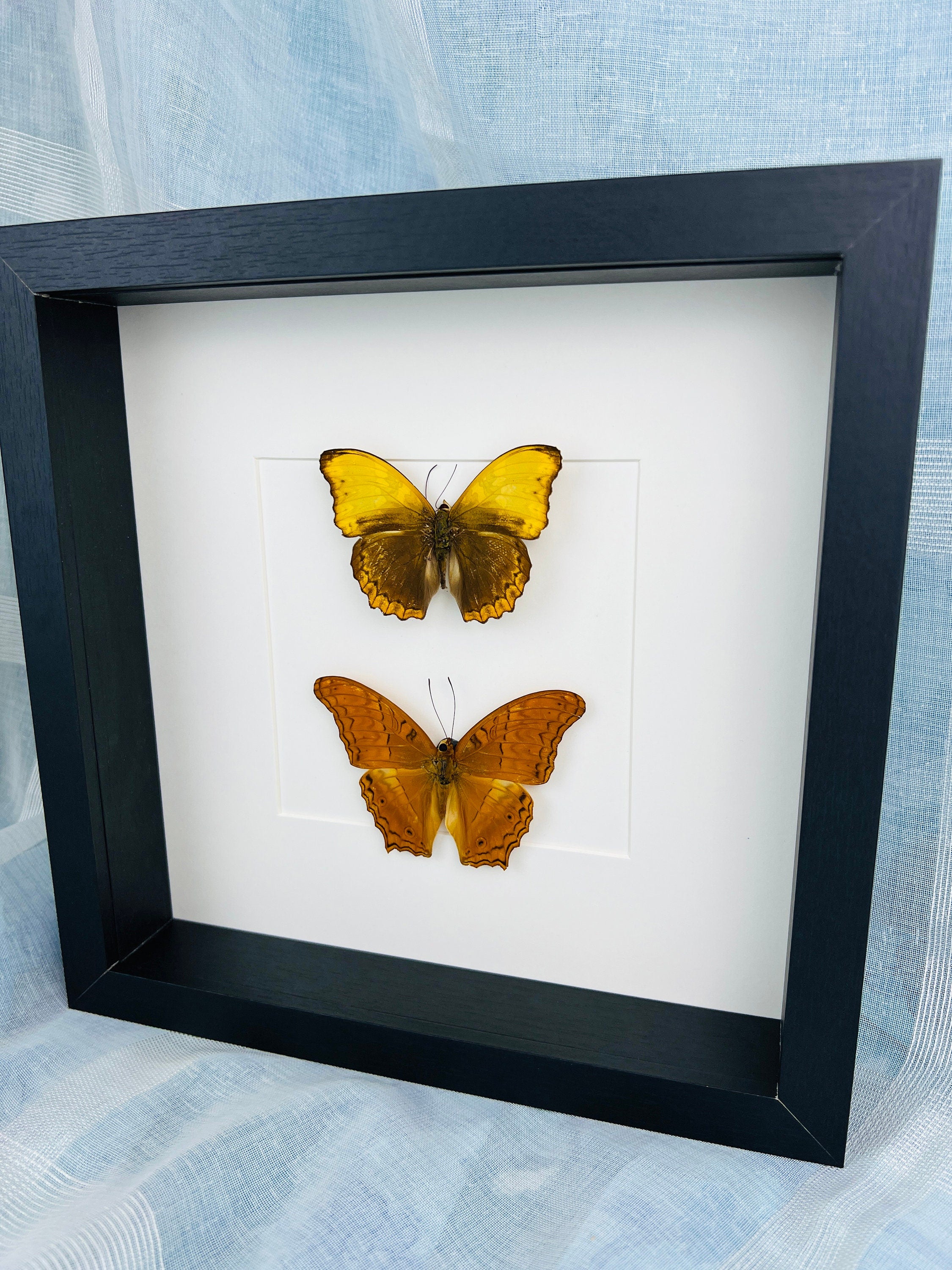 Cymothoe Haynac und Vindula Erota in einem Rahmen