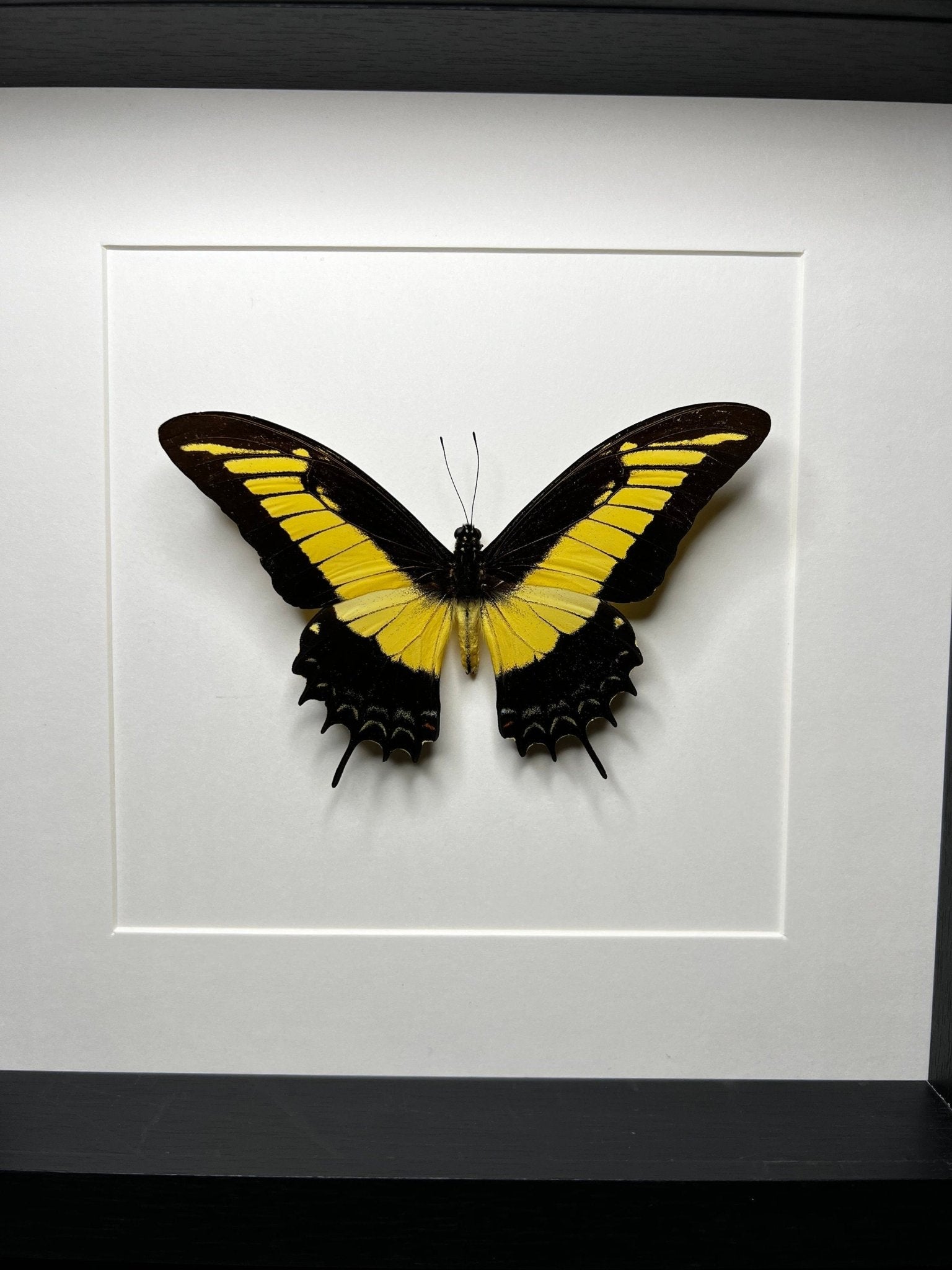 Papilio Androgeus in einem Rahmen von KEY LIME STORE