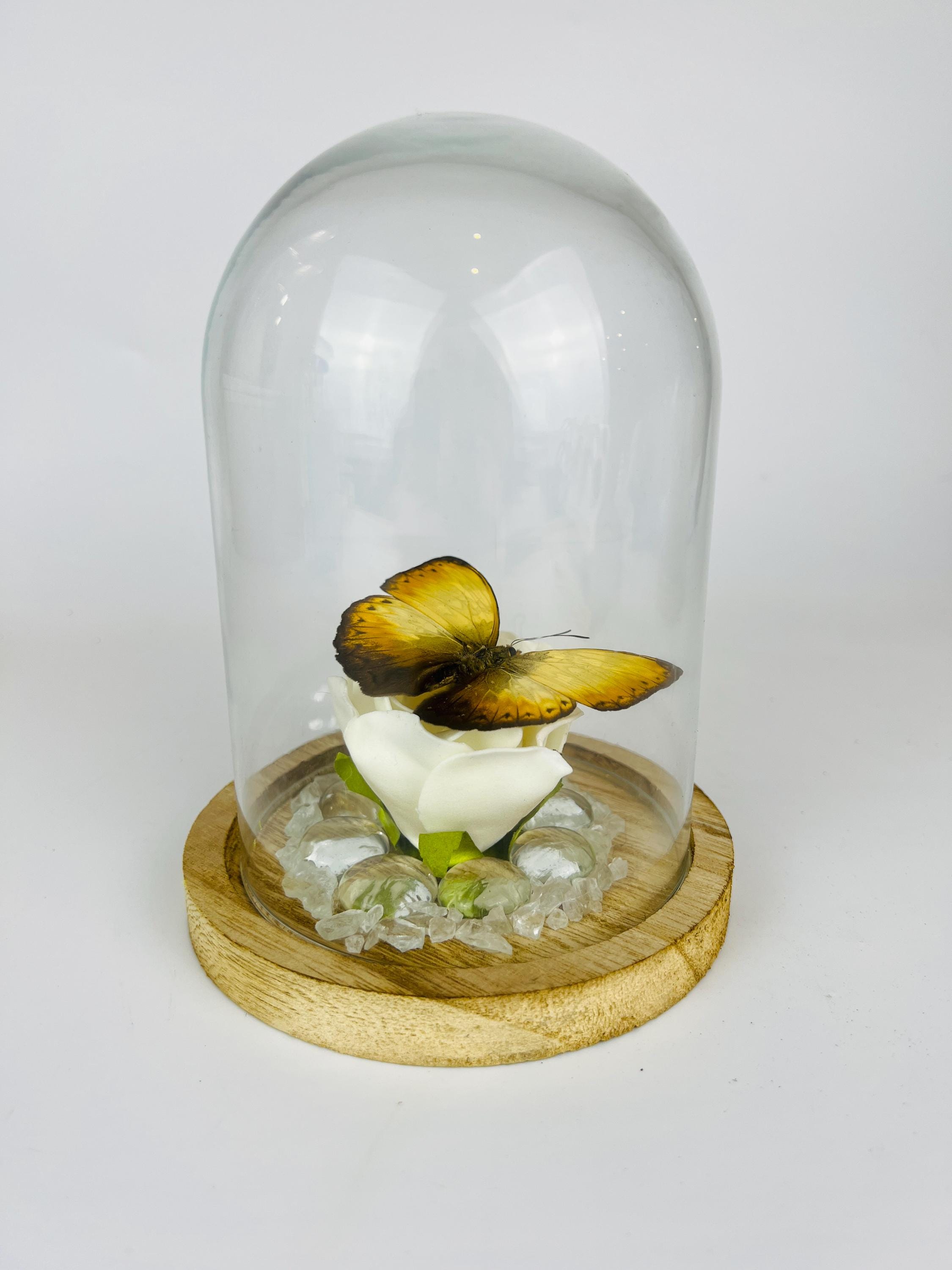 Echte vlinder | Cymothoe op faux roos met glazen steentjes in stolp (17x13cm)