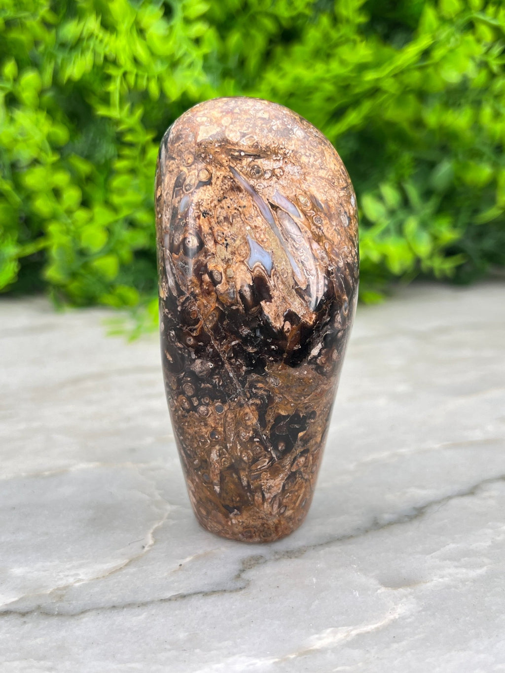 Rotes Palmenfossil, Freiform (8 cm) von KEY LIME STORE
