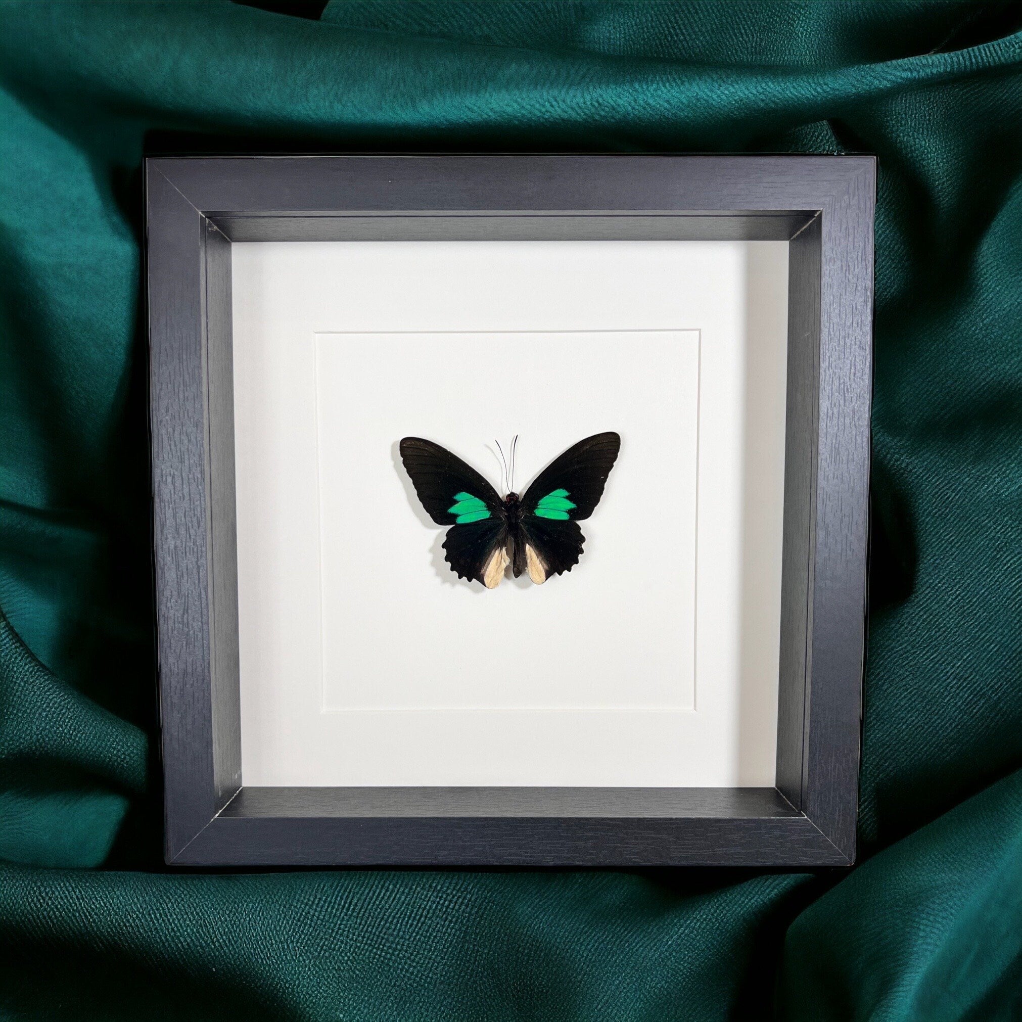 Parides in einem Rahmen von KEY LIME STORE