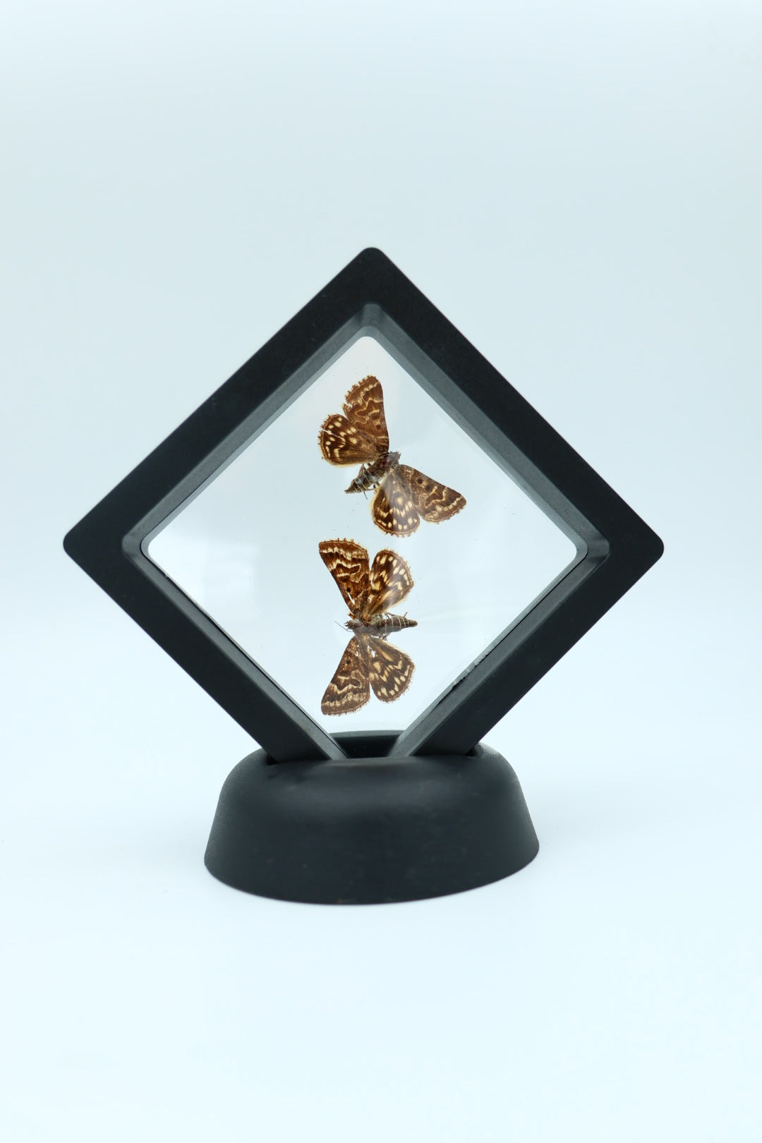 Echte vlinders - Euclidia Mi