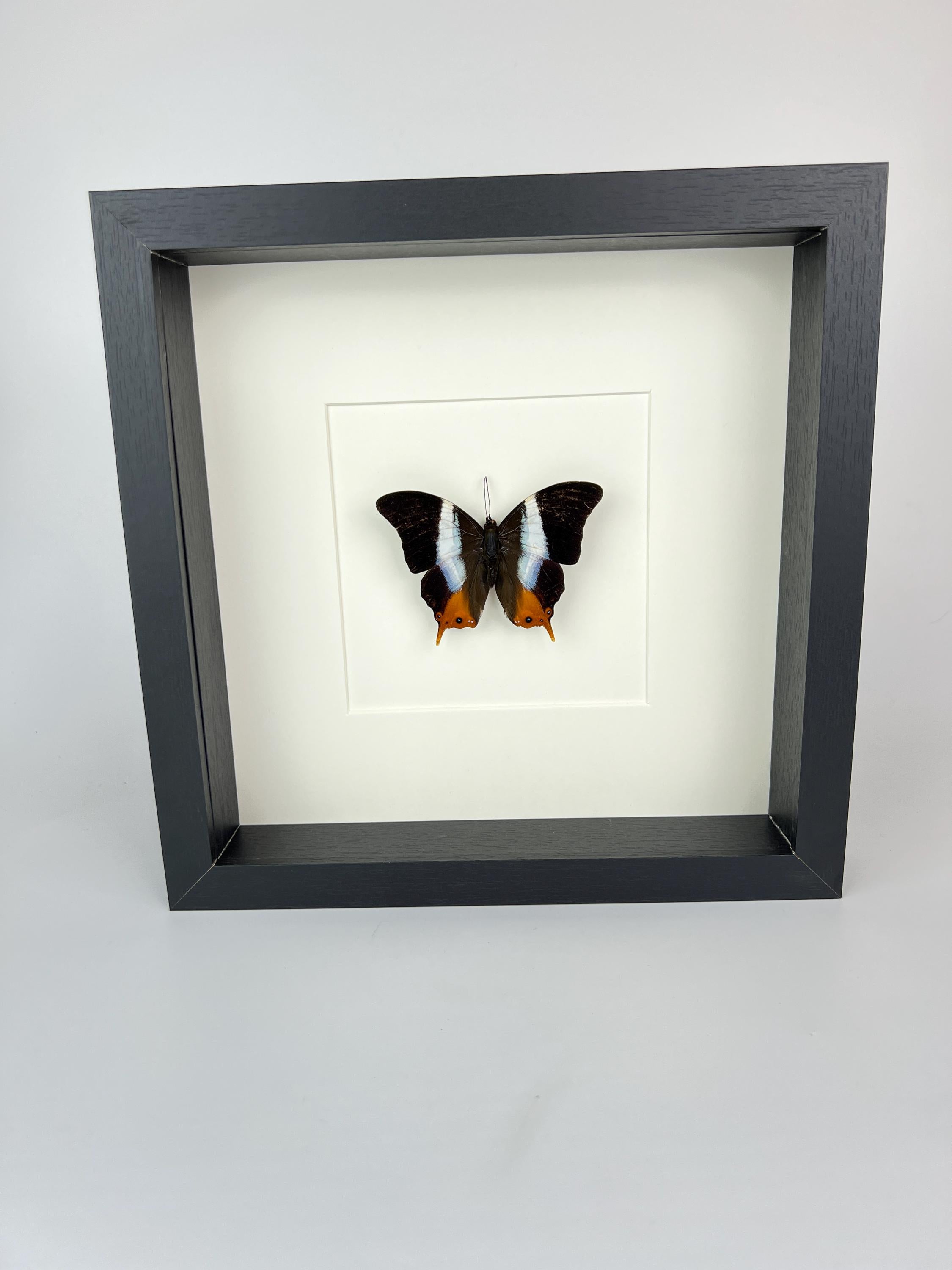 Palla Violinitens in lijst