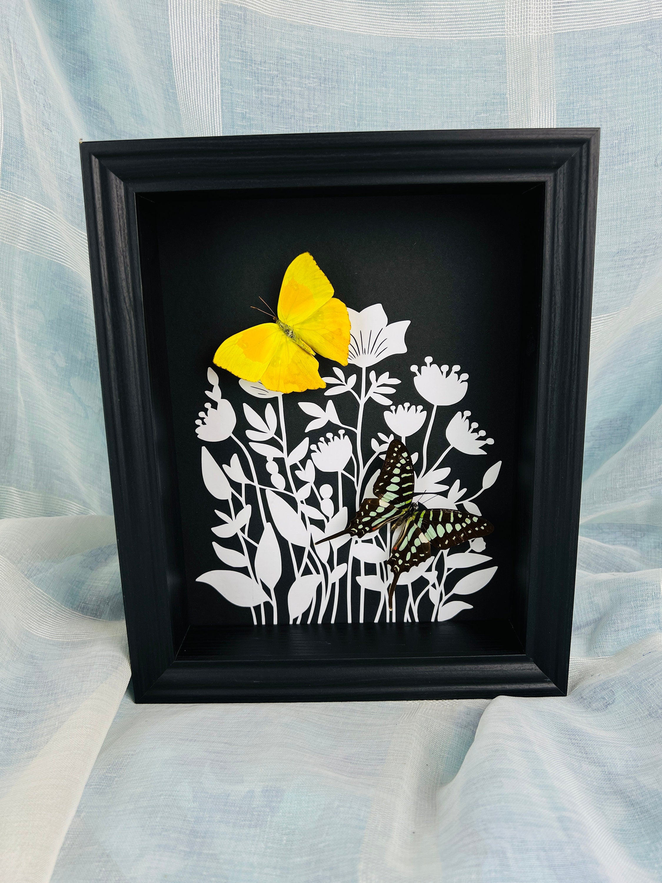 Phoebis Rurina en Graphium Antheus met print in lijst