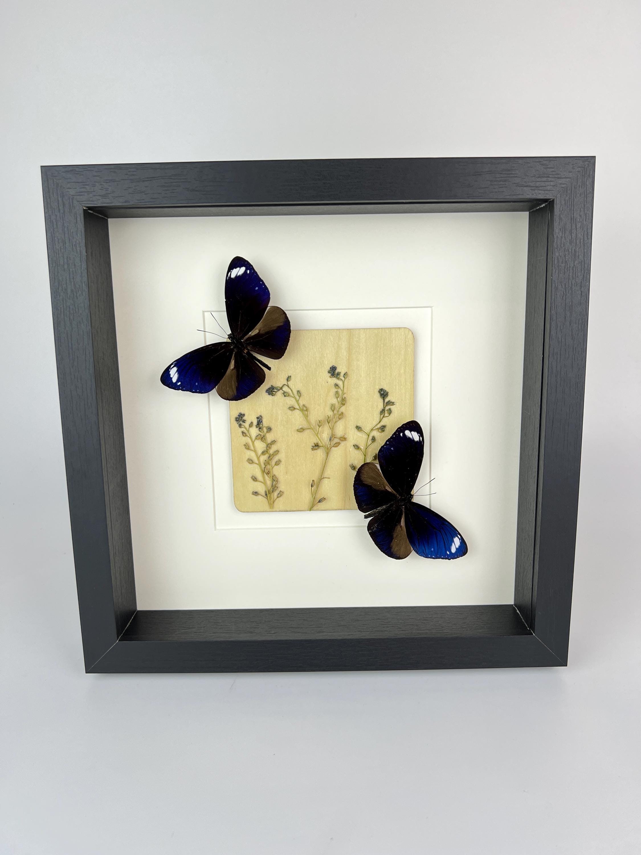 Euploea Mulciber mit Trockenblumen im Rahmen