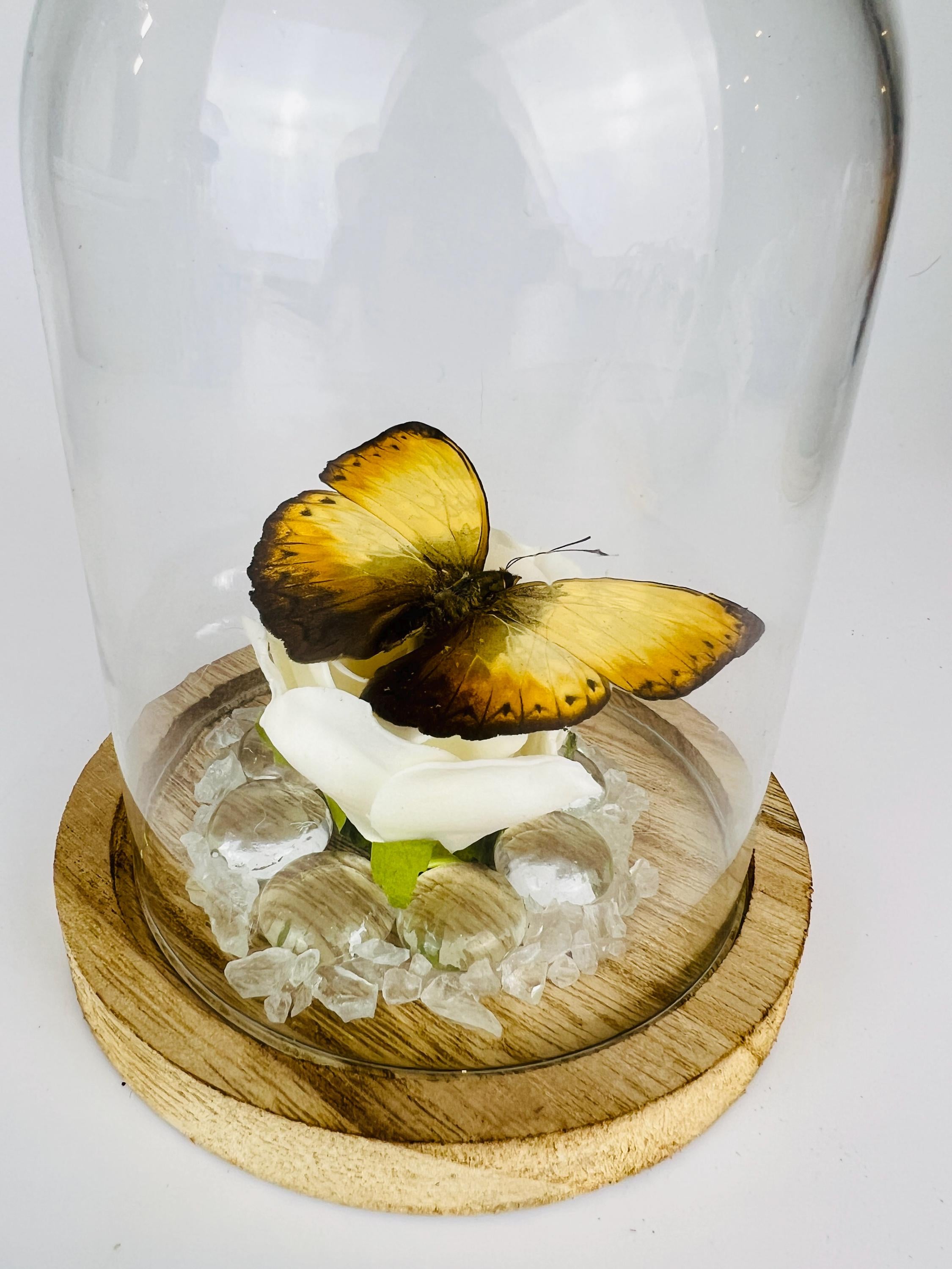 Cymothoe op faux roos met glazen steentjes in stolp