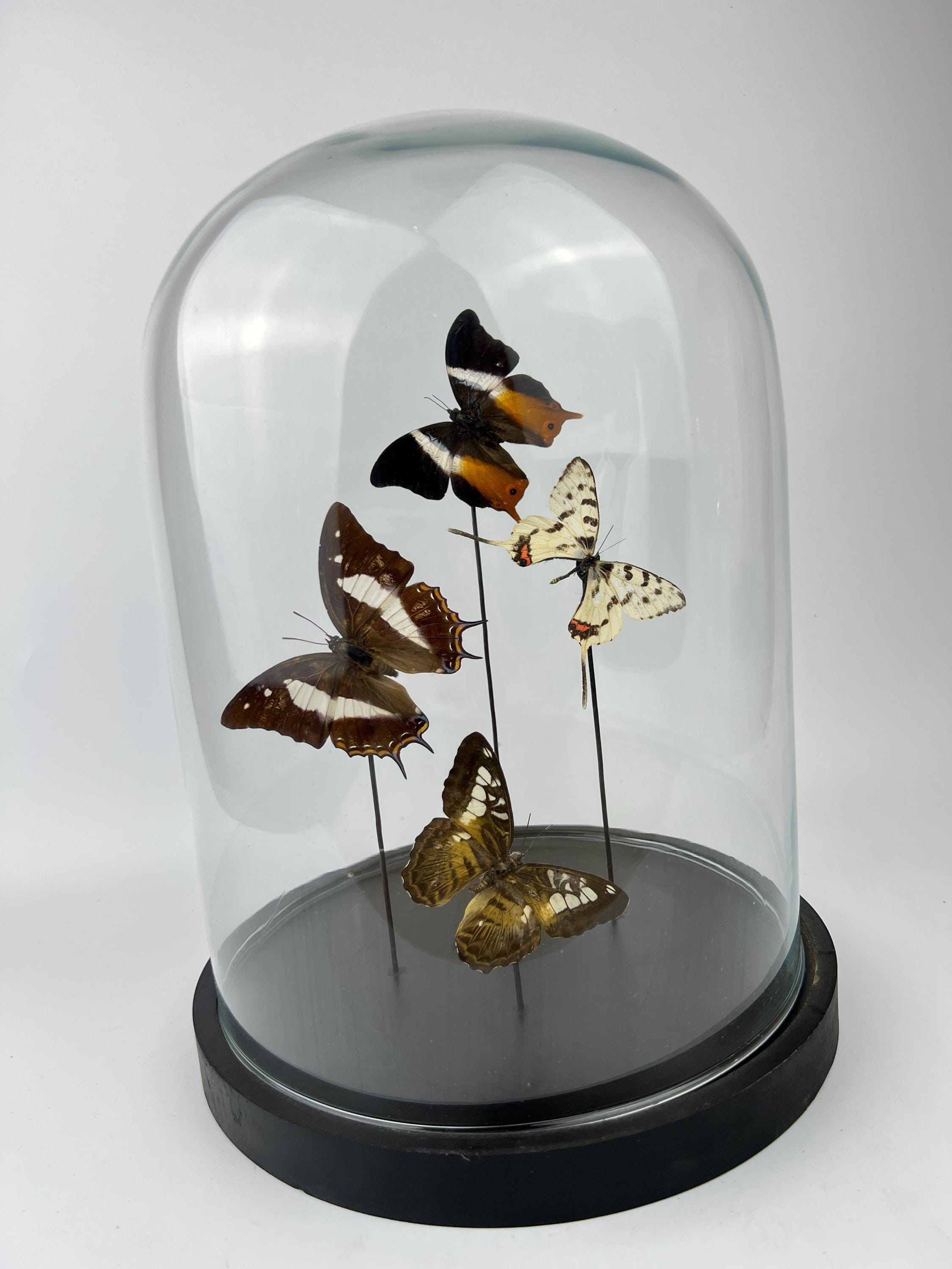 Mix vlinders in stolp