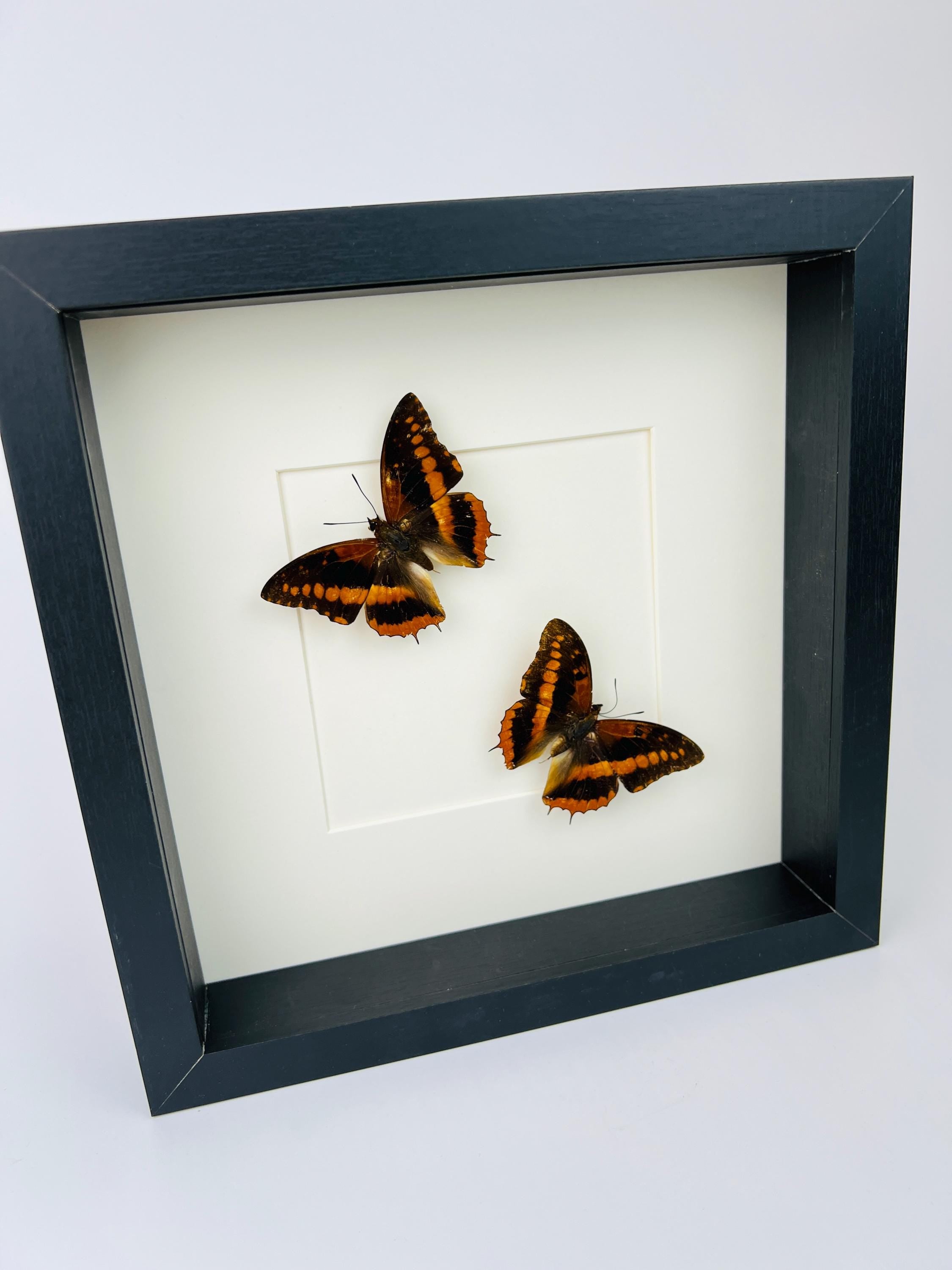 Charaxes Lucretia in einem Rahmen