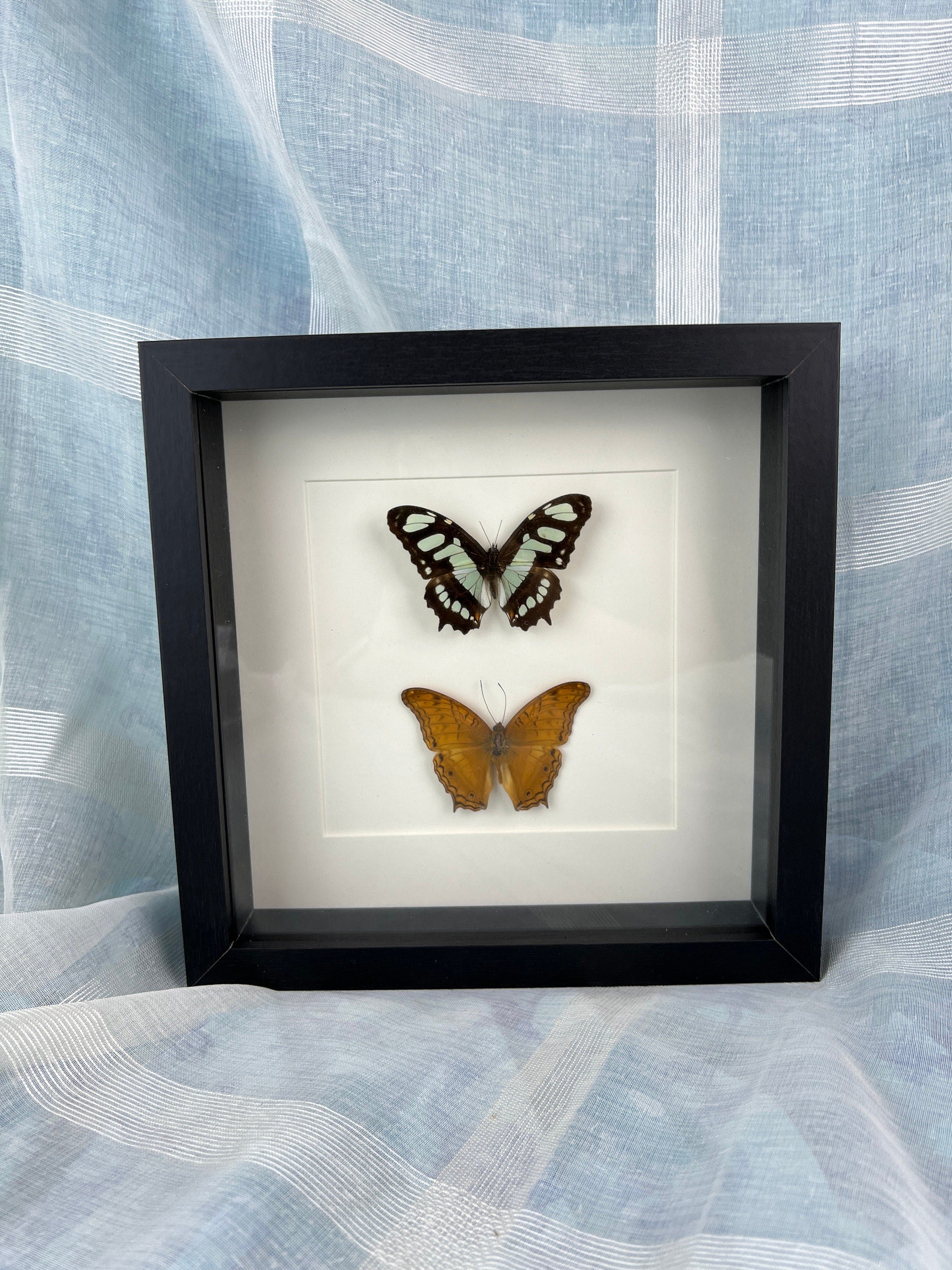 Victoria Stelenes en Vindula Dejone in lijst