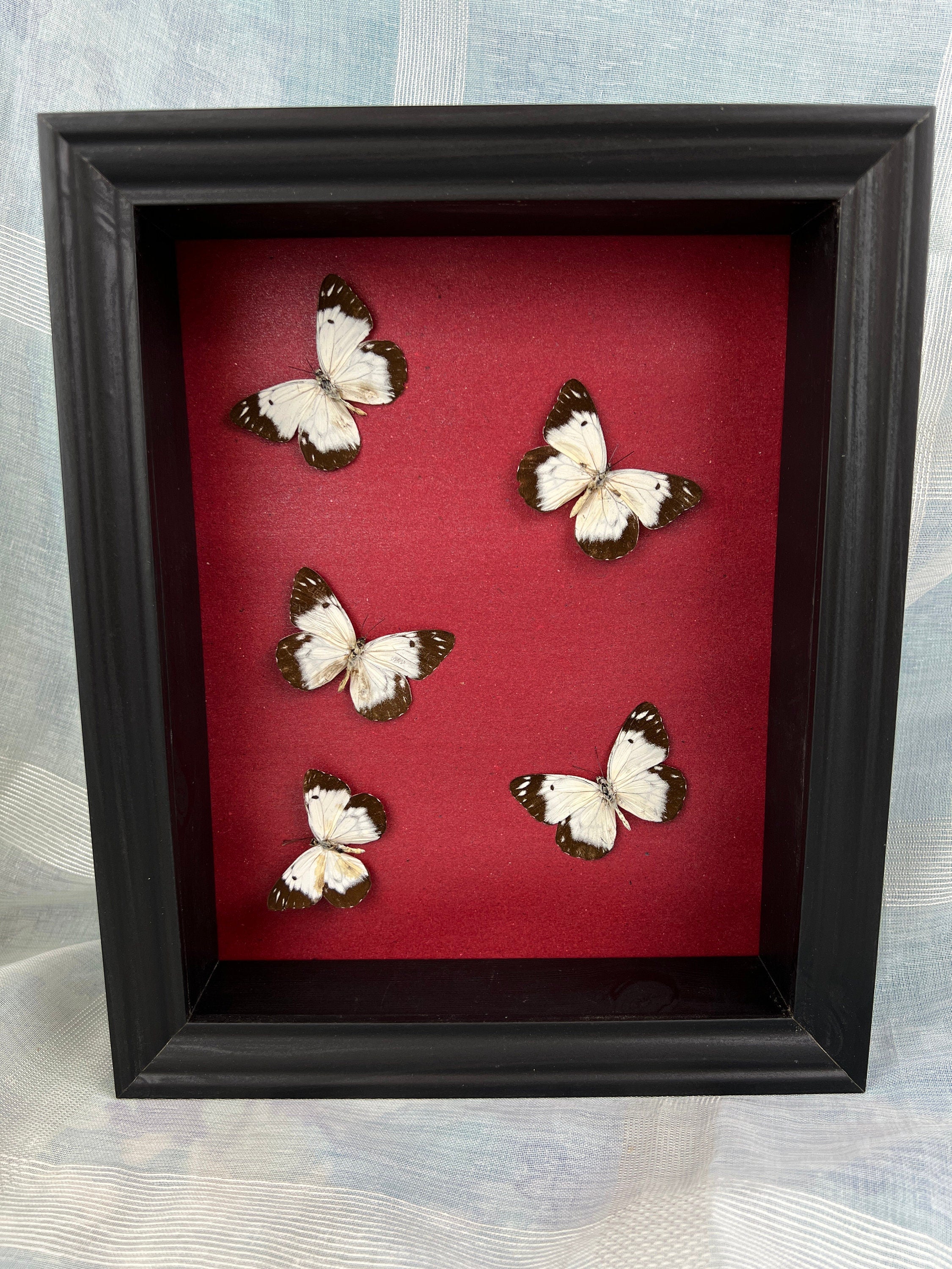 Schmetterlinge im Rahmen
