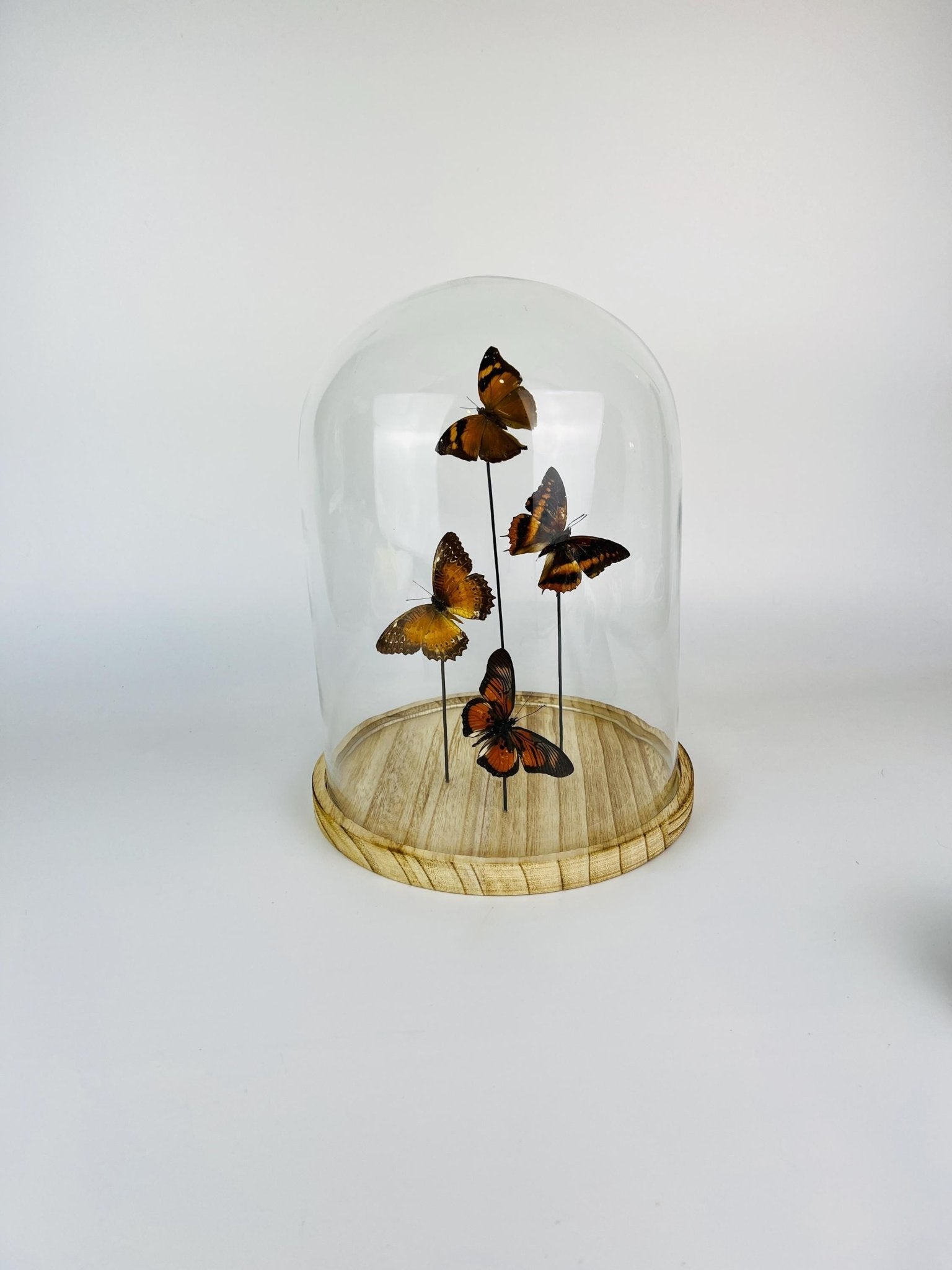 Doleschallia bisaltide, Charaxes cynthia, Cethosia biblis und Pseudacraea clarkii im Glas von KEY LIME STORE