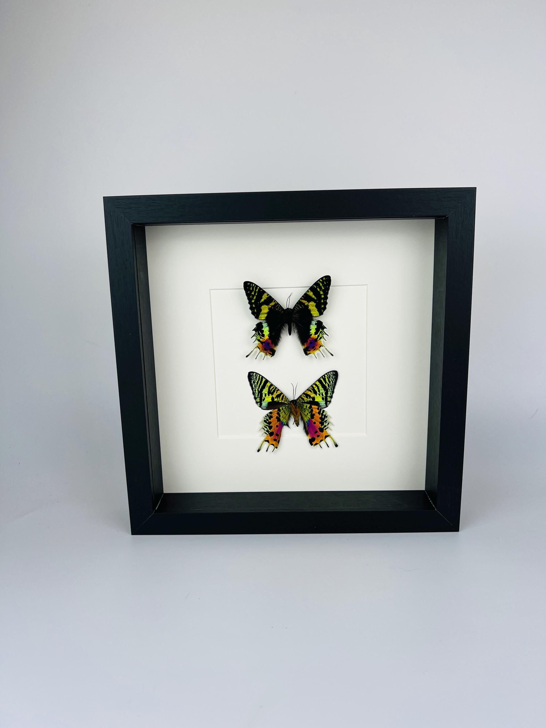 Echte vlinders Urania Ripheus (voor- en achterkant) - ingelijst - 25 x 25 cm (9,8 x 9,8 inch)