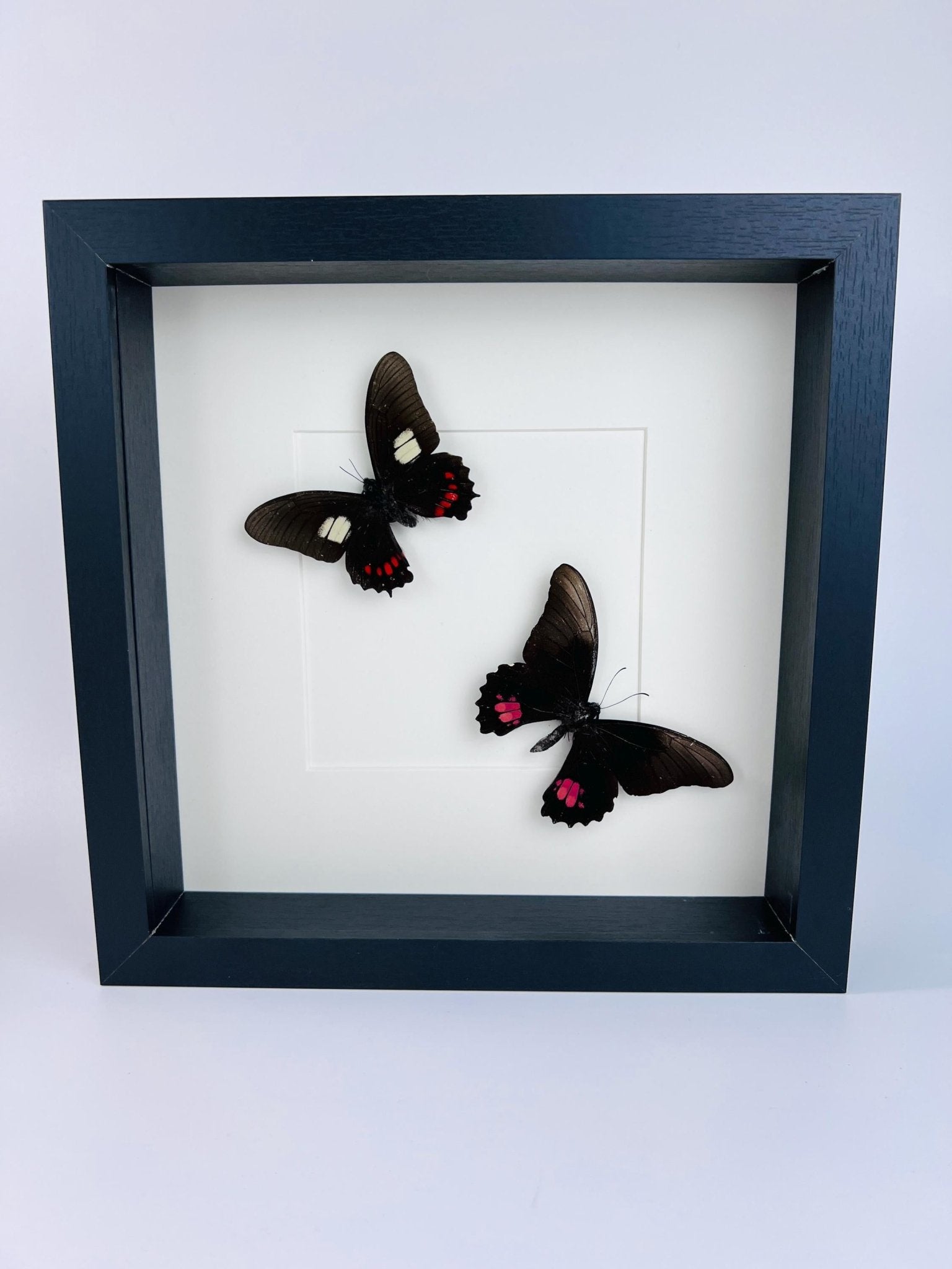 Parides und Papilio Anchisiades in einem Rahmen von KEY LIME STORE