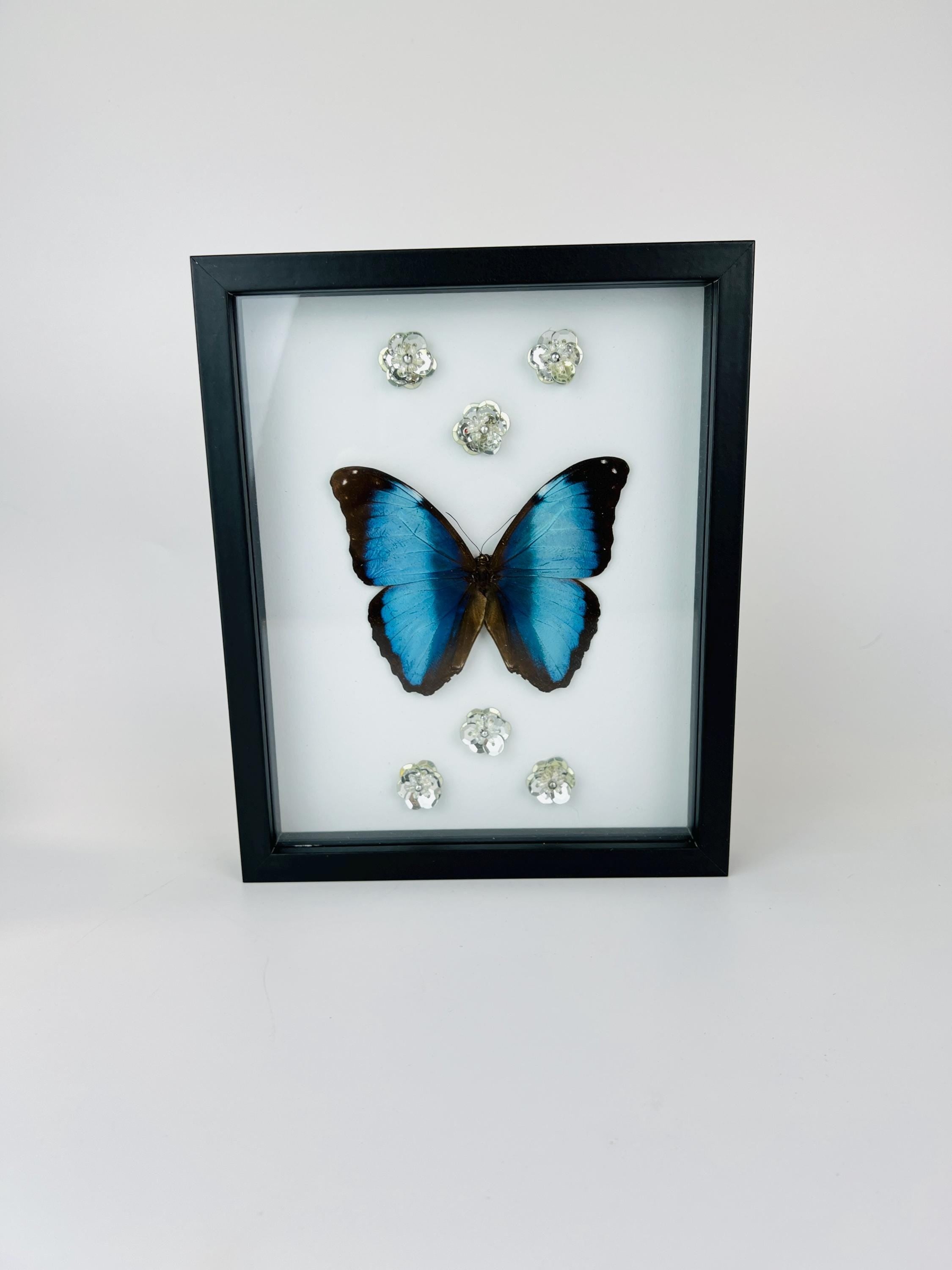 Echte vlinder | Morpho Deidamia met glitterbloemen in lijst (23x19cm)