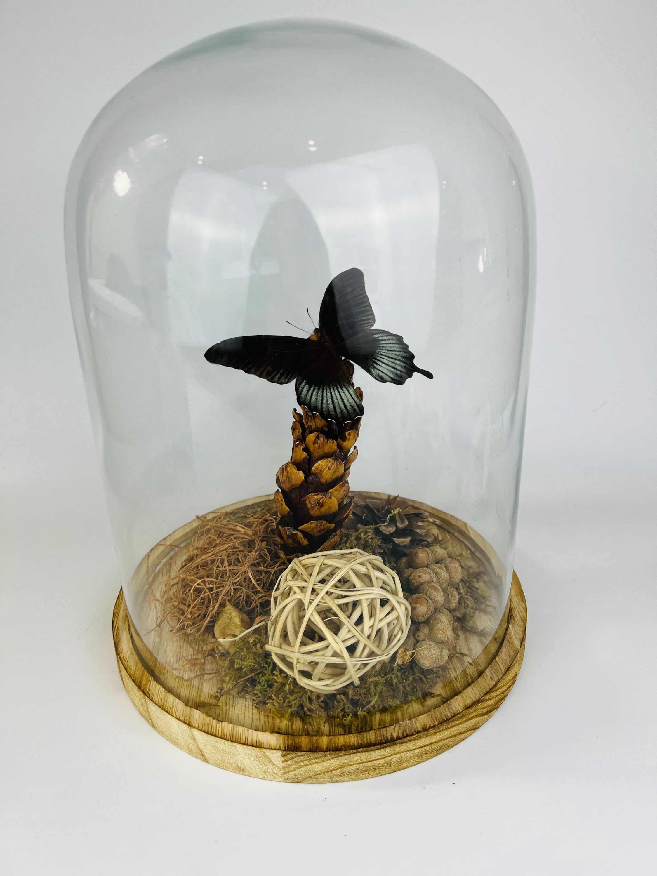 Echte vlinder | Papilio Lowi in stolp (31x23cm)