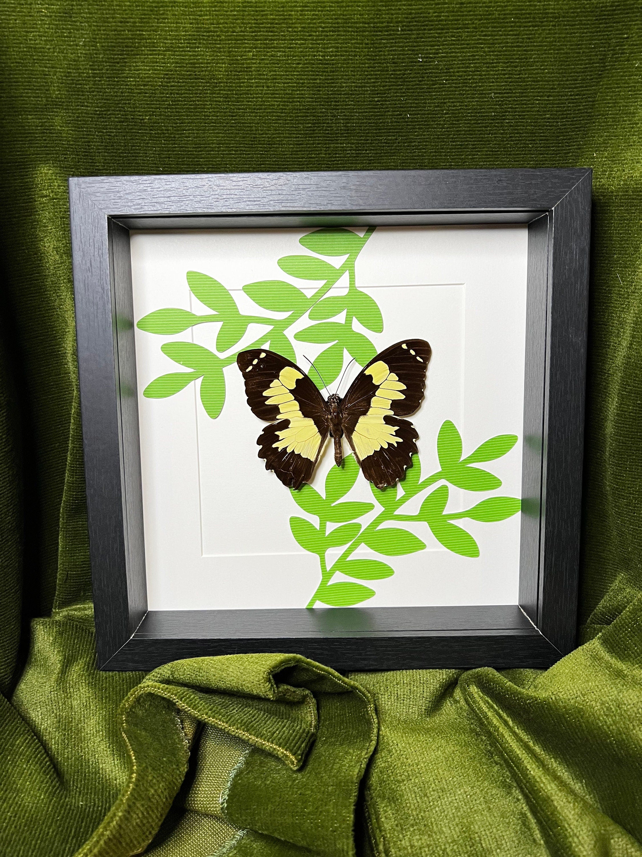 Echte vlinder | Papilio Euchenor op print in lijst (25x25cm)