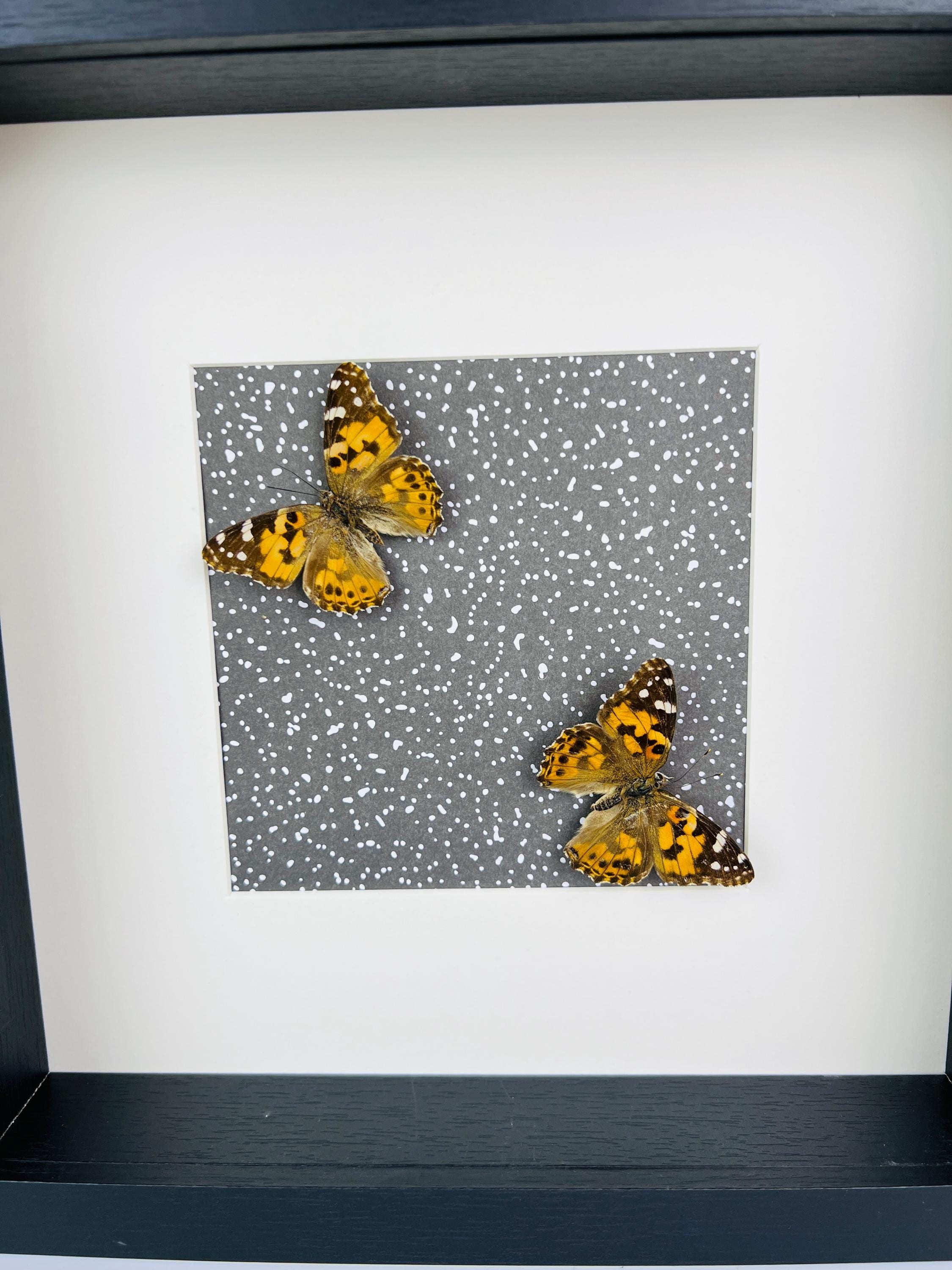 Vanessa Cardui op print in lijst