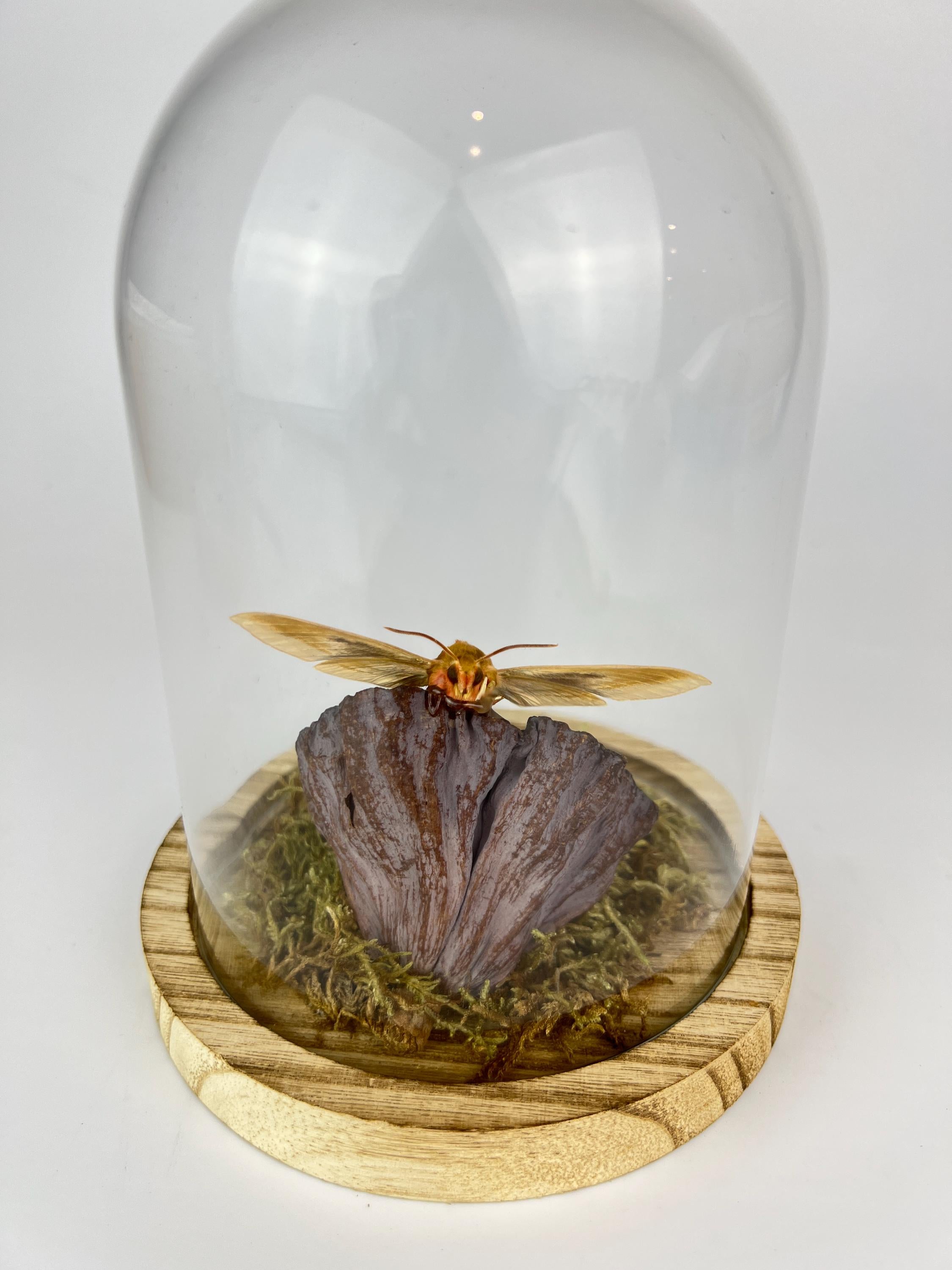 Echte vlinder | Hyles Mot met mos en lotusbloem in stolp (17x13cm)