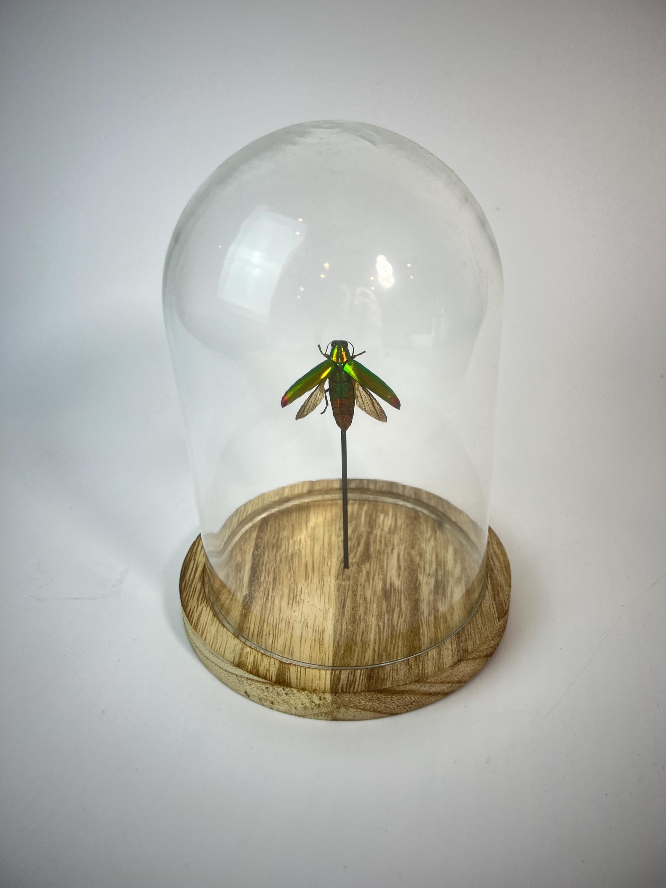 Echt insect | Kever in stolp (17x13cm)