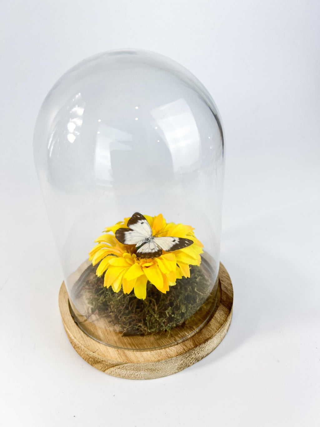 Belenois Java und Stoffblume in einer Glasglocke von KEY LIME STORE