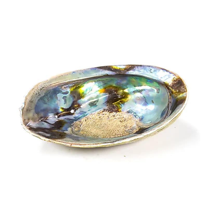 Abalone Smudge Shell, Rainbow (Paua) Haliotis Iris (12.5–15.5 cm)