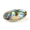 Abalone Smudge Shell, Rainbow (Paua) Haliotis Iris (12.5–15.5 cm)