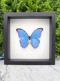 A framed image of a blue butterfly with brown spots, displayed on a white background.