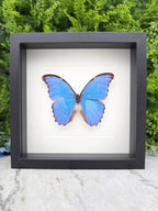 A framed image of a blue butterfly with brown spots, displayed on a white background.