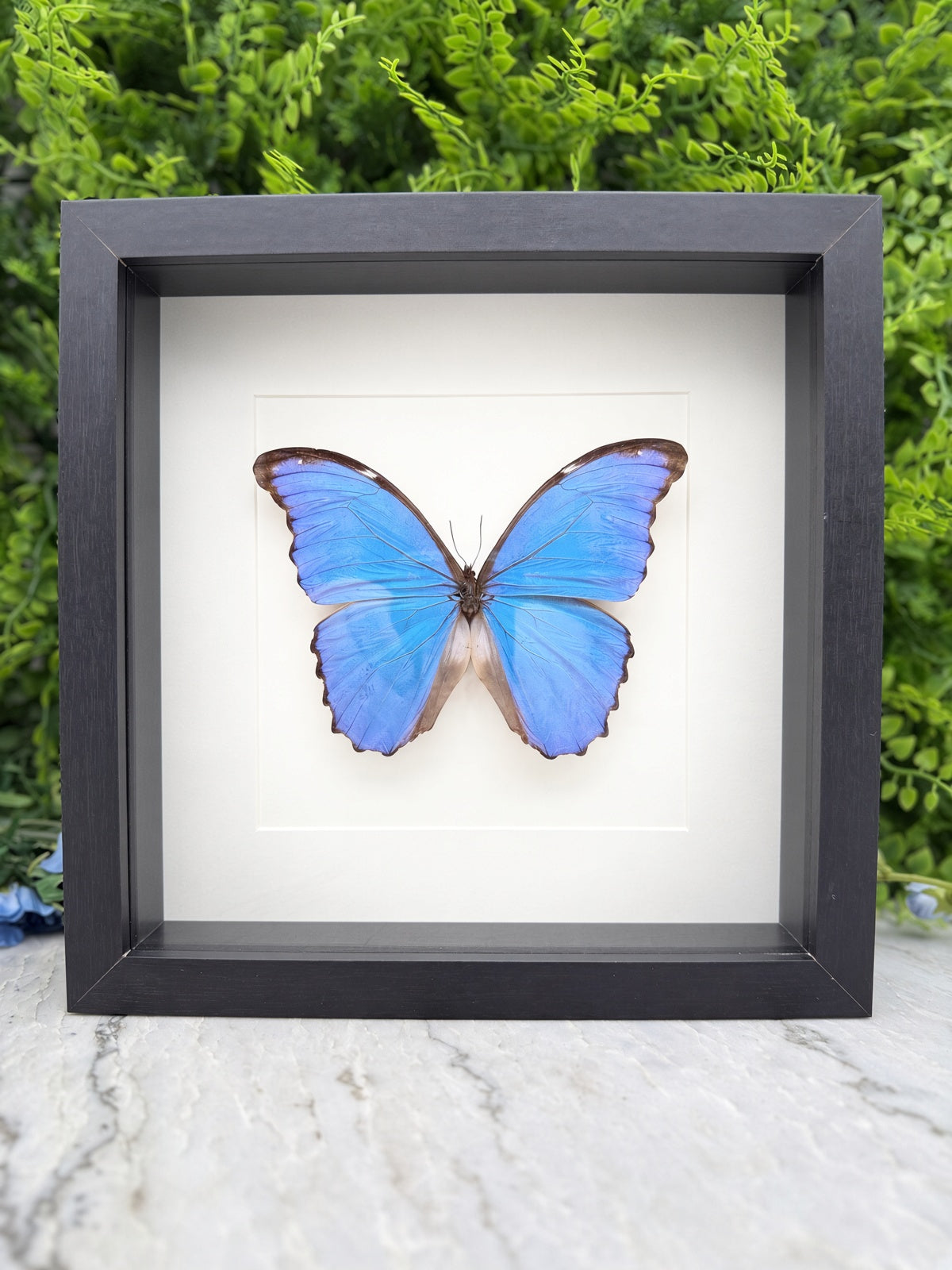 A framed image of a blue butterfly with brown spots, displayed on a white background.