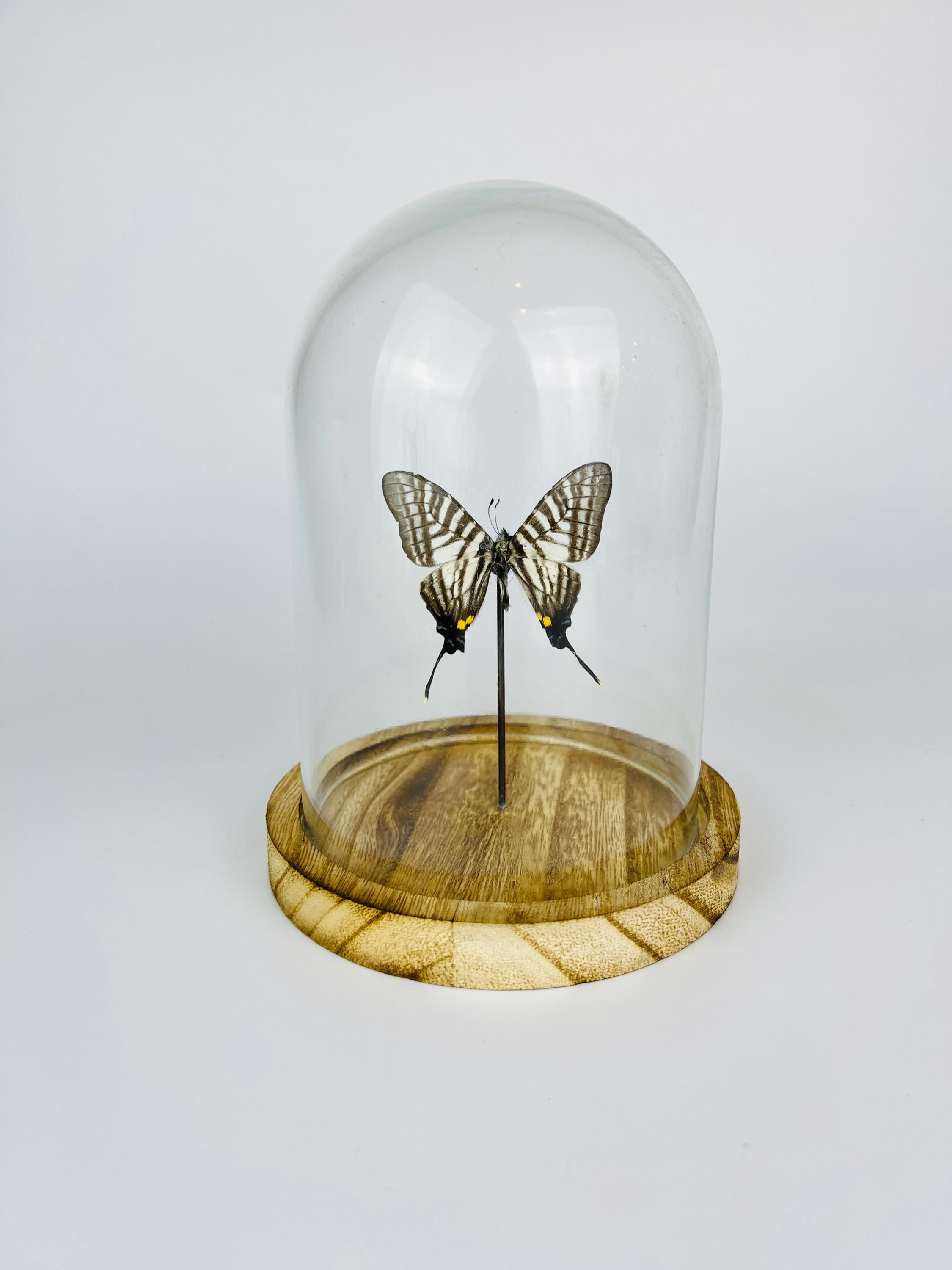 Graphium Pazala Eurous in a bell jar