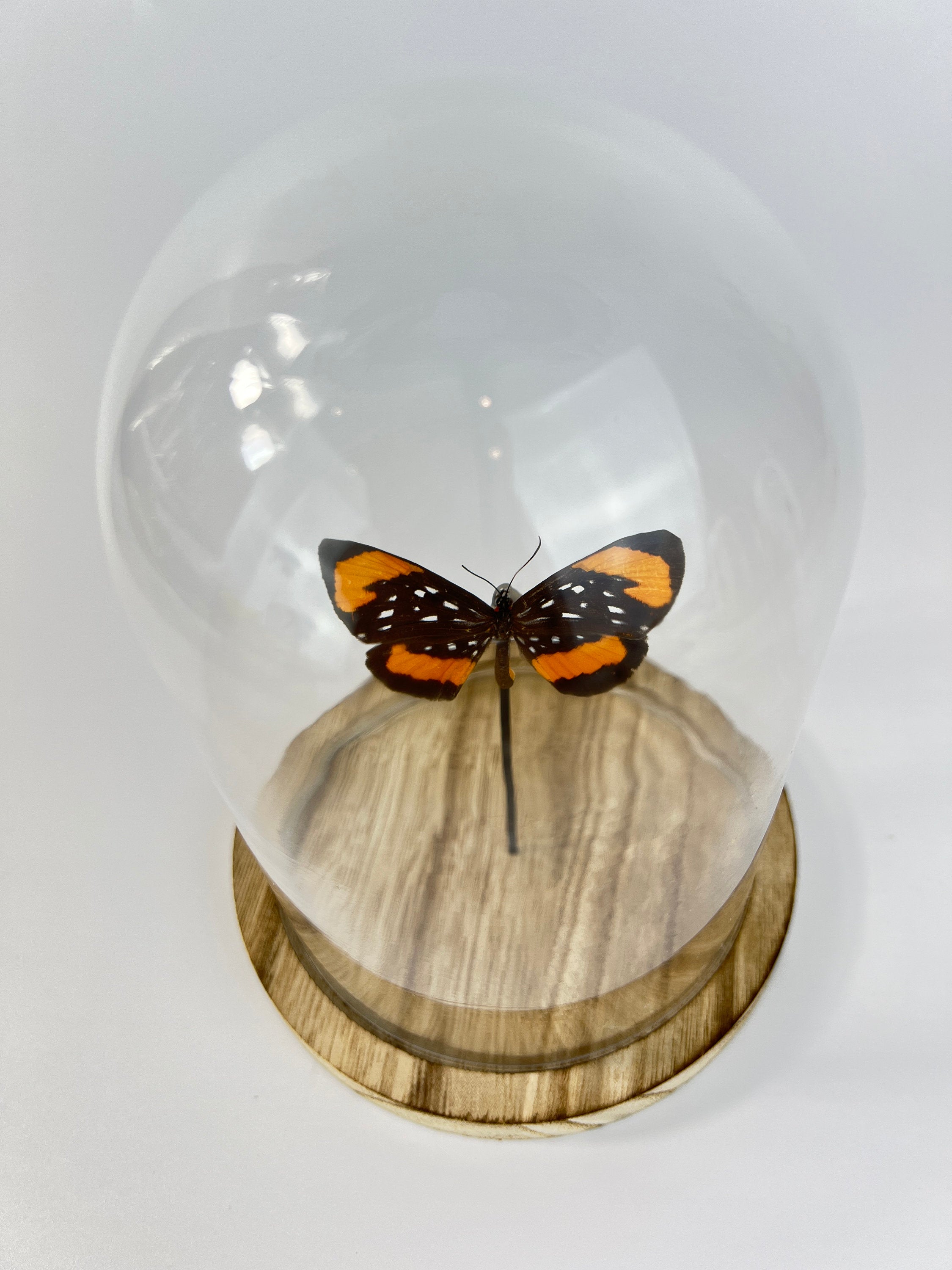 Echte vlinder | Stalachtis Euterpe in stolp (17x13cm)