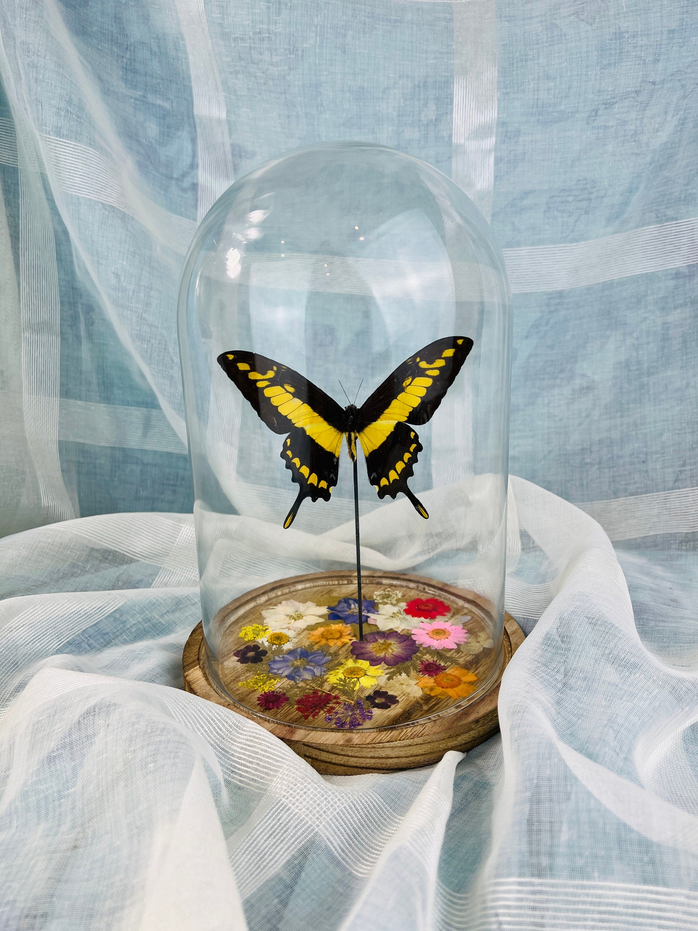 Papilio Thoas Butterfly Encased in Glass Dome | Dried Flower Decor | 25x17 cm | Real Eye-Catching Interior Decor