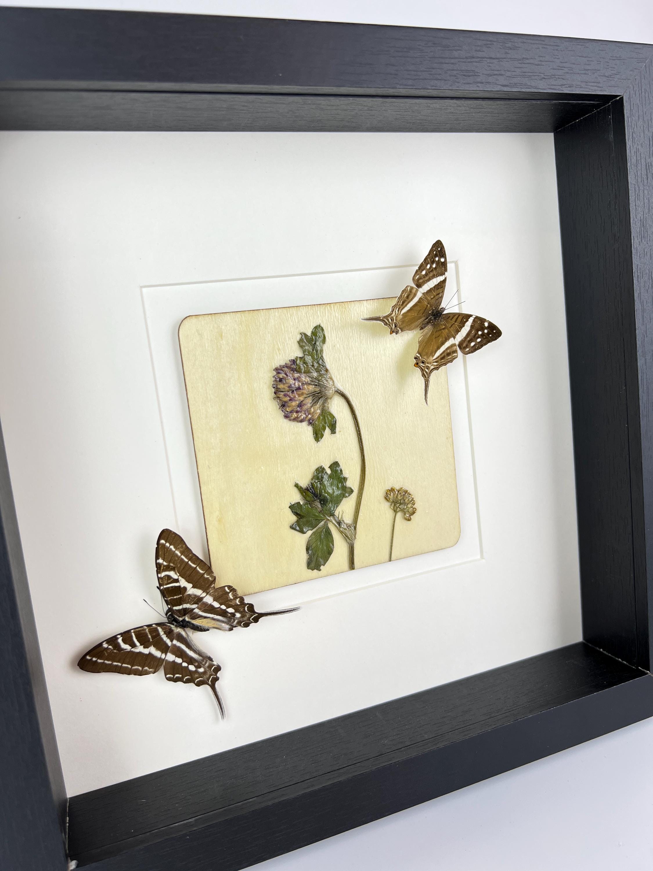 Marpesia Crethon und Graphium Aristeus mit Trockenblumen in einem Rahmen