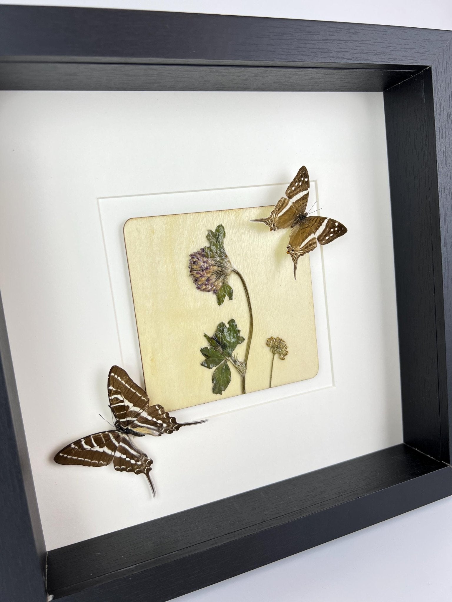 „Marpesia Crethon“ und „Graphium Aristeus“ mit Trockenblumen in einem Rahmen von KEY LIME STORE