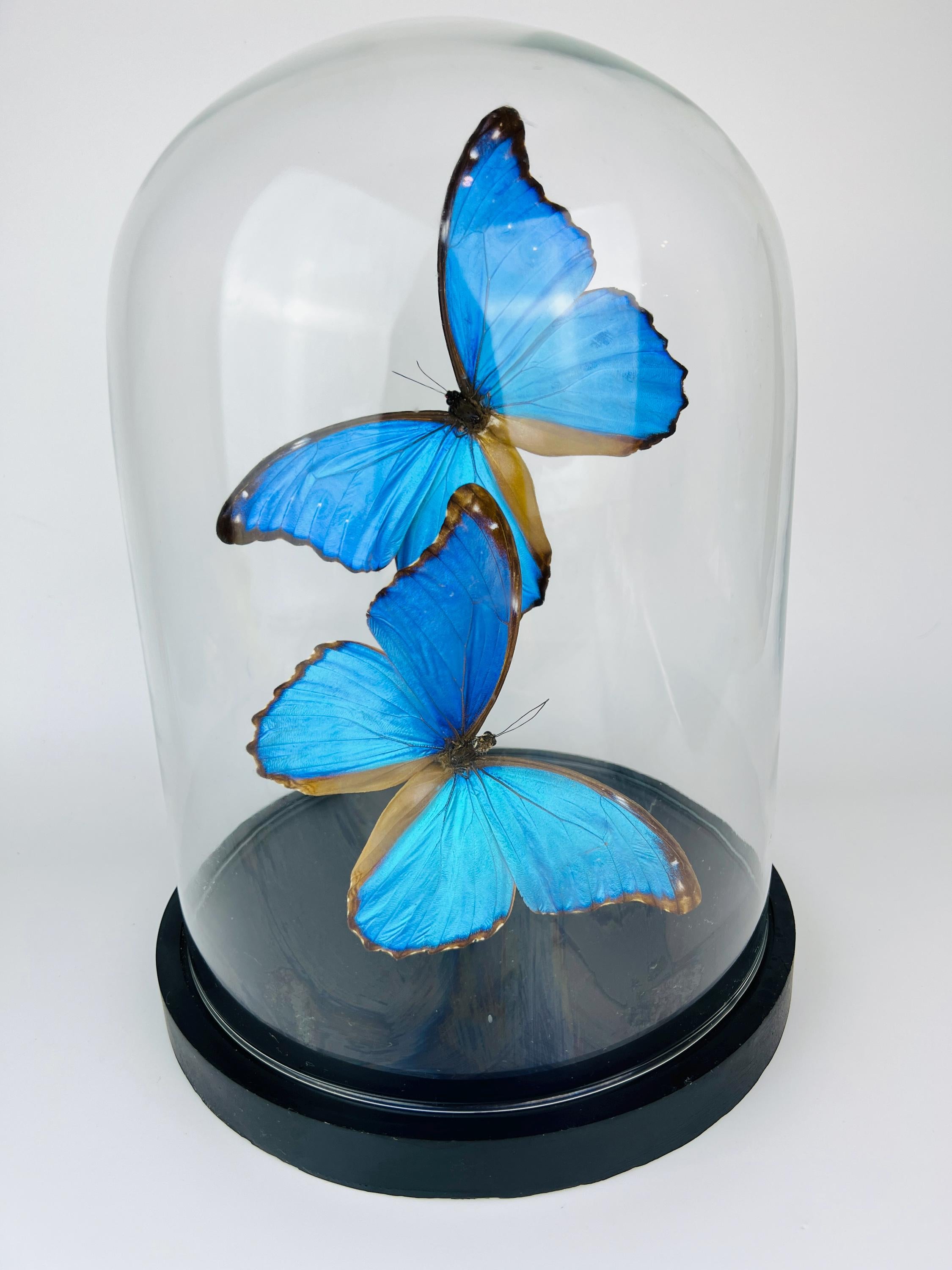 Echte vlinders Morpho Didius in glazen koepel – 31 x 23 cm