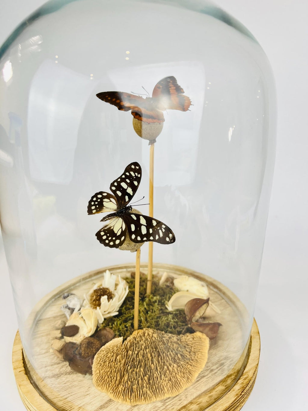 Charaxes und Graphium Leonidas in einer Glasglocke von KEY LIME STORE