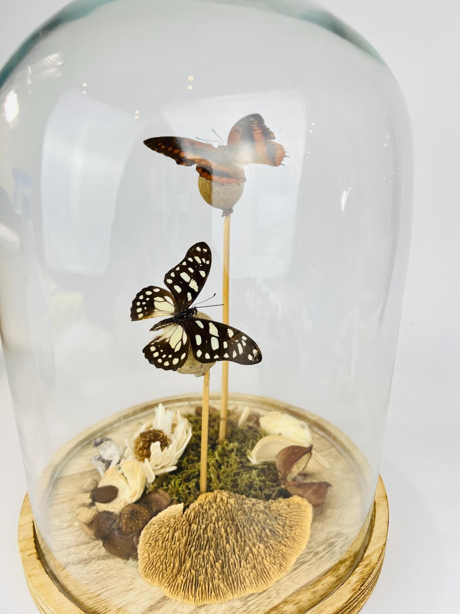 Charaxes und Graphium Leonidas in einer Glasglocke von KEY LIME STORE