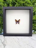 A framed image of a butterfly with brown and orange wings is displayed on a marble surface, with a green plant in the background.