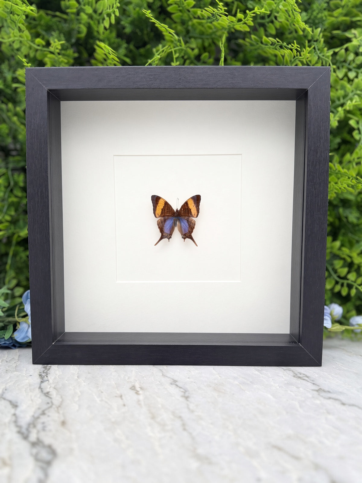 A framed image of a butterfly with brown and orange wings is displayed on a marble surface, with a green plant in the background.
