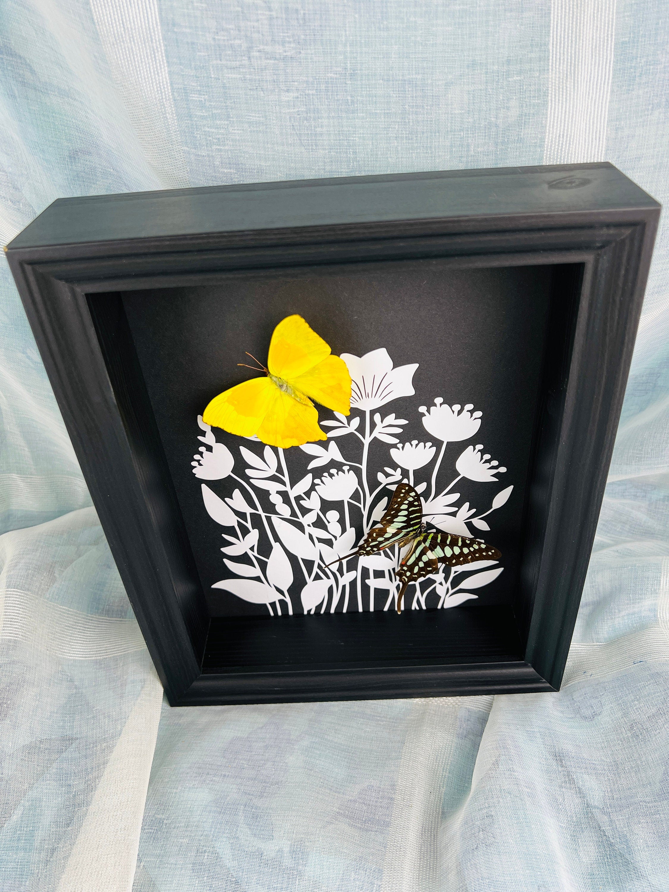 Phoebis Rurina en Graphium Antheus met print in lijst