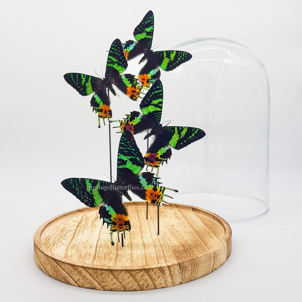 Urania Ripheus in einer Glasglocke von KEY LIME STORE